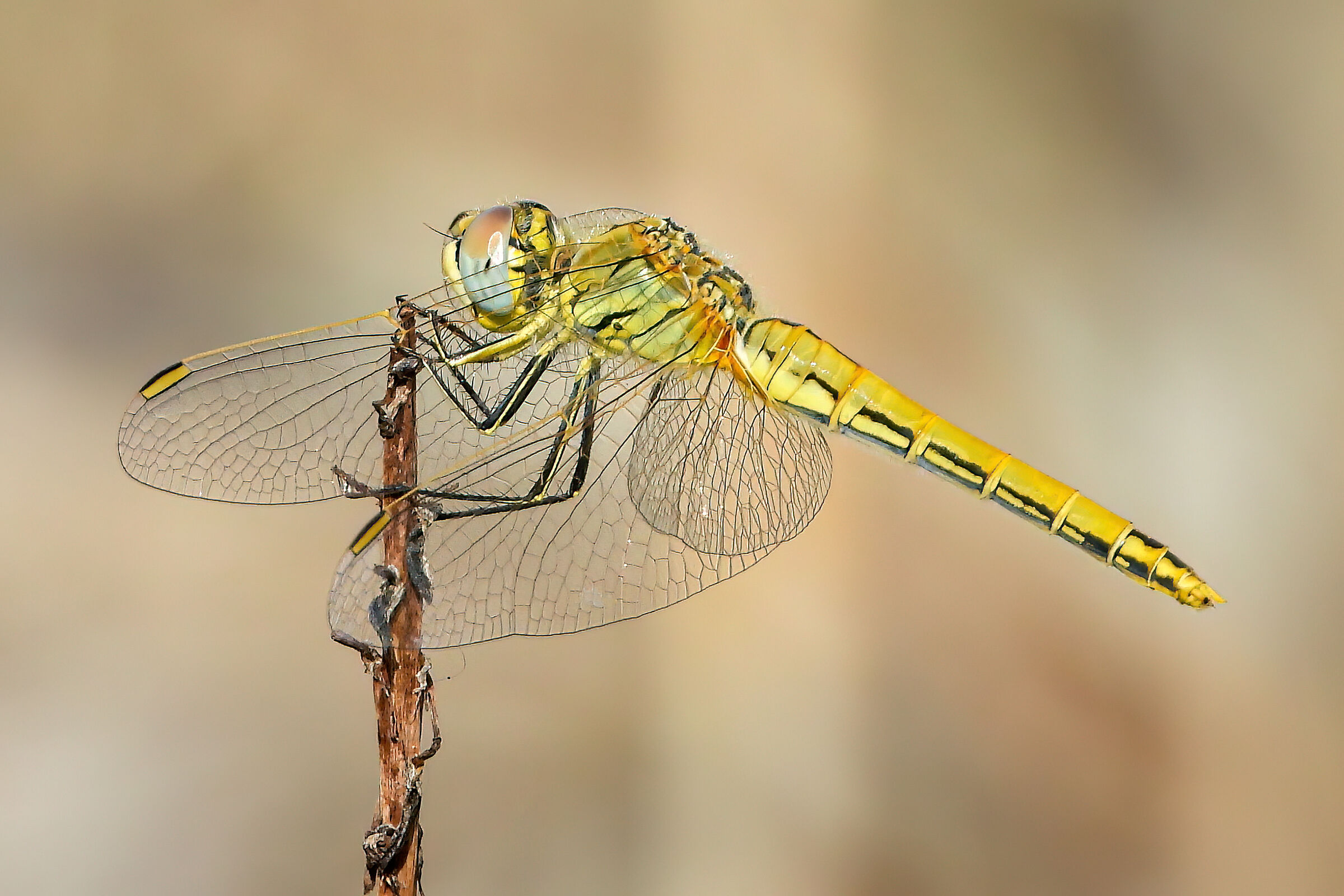 Libellula