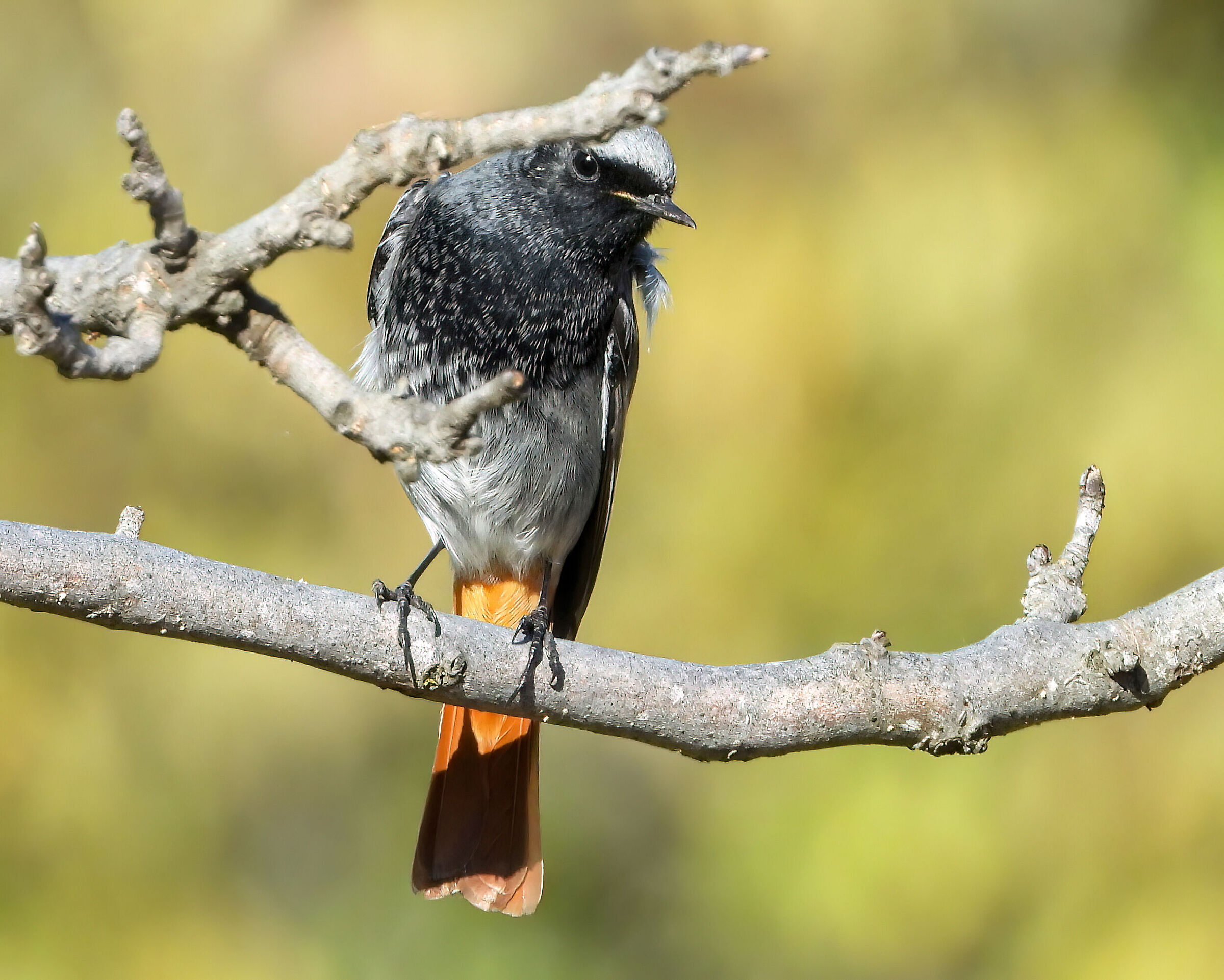 Redstart male chimney sweep