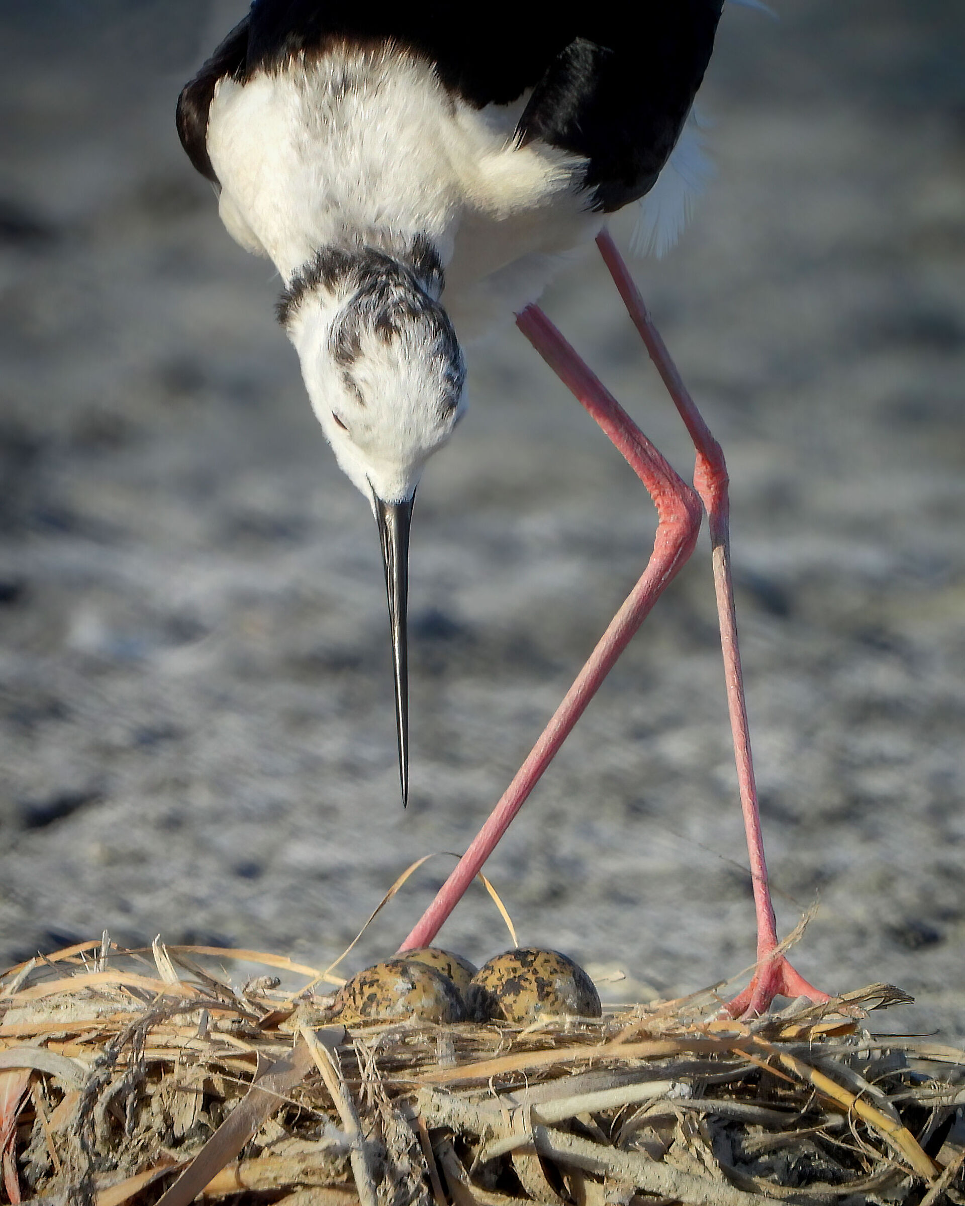 Cavaliere d'Italia nidificazione 2022