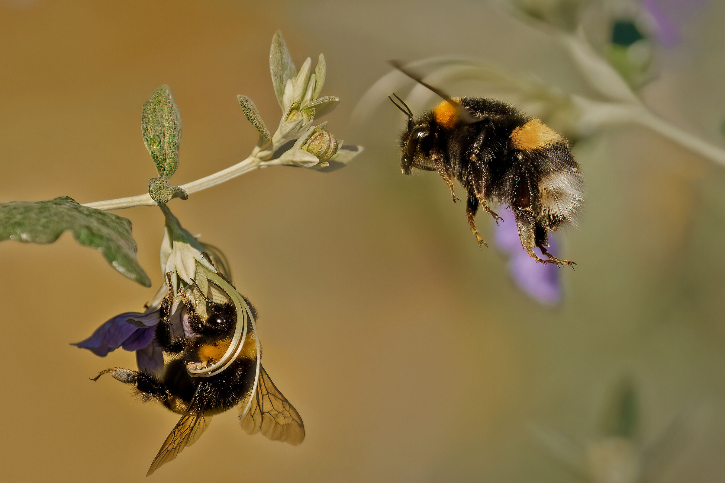 Bombus arancio in volo