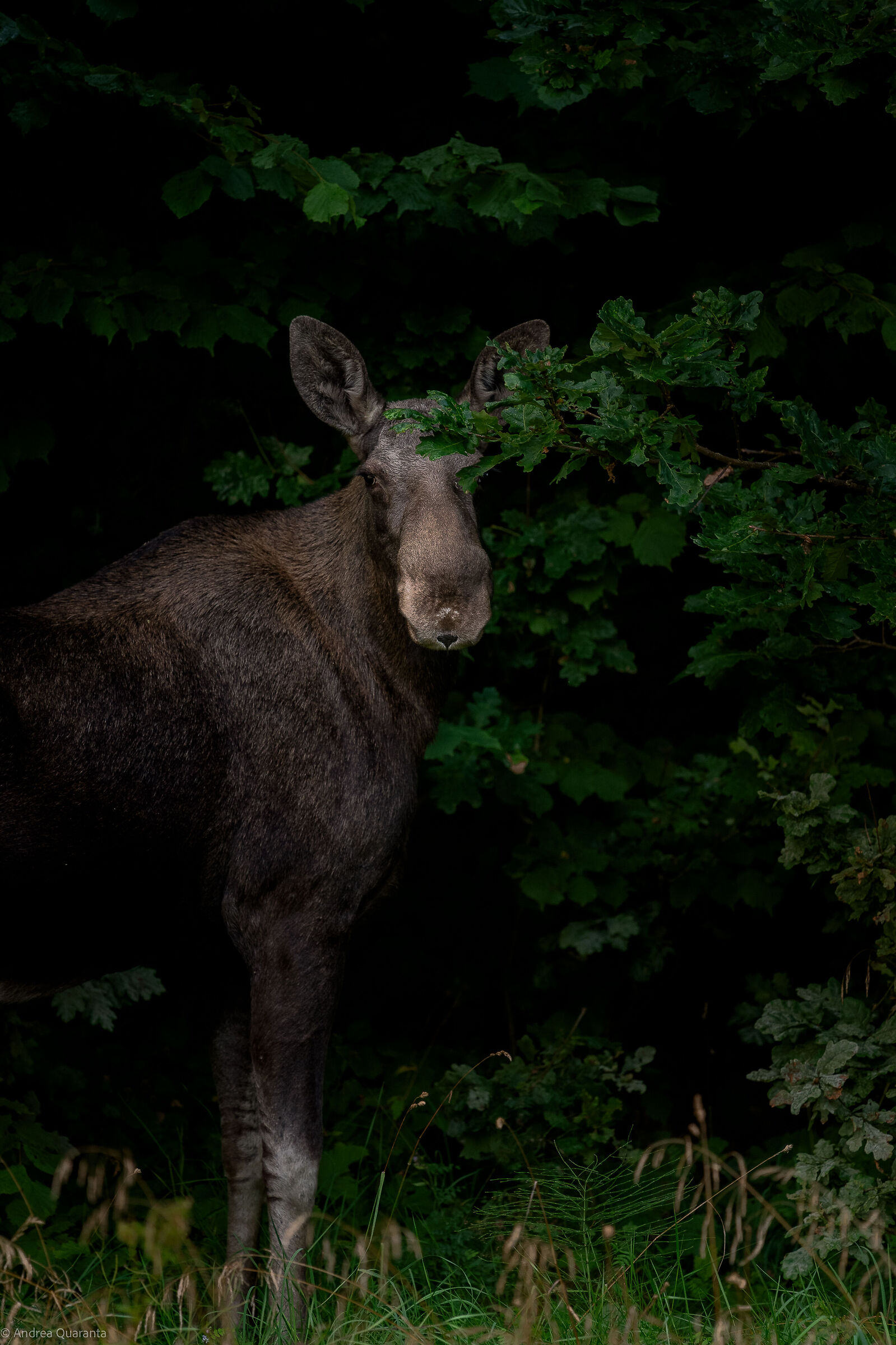Moose country