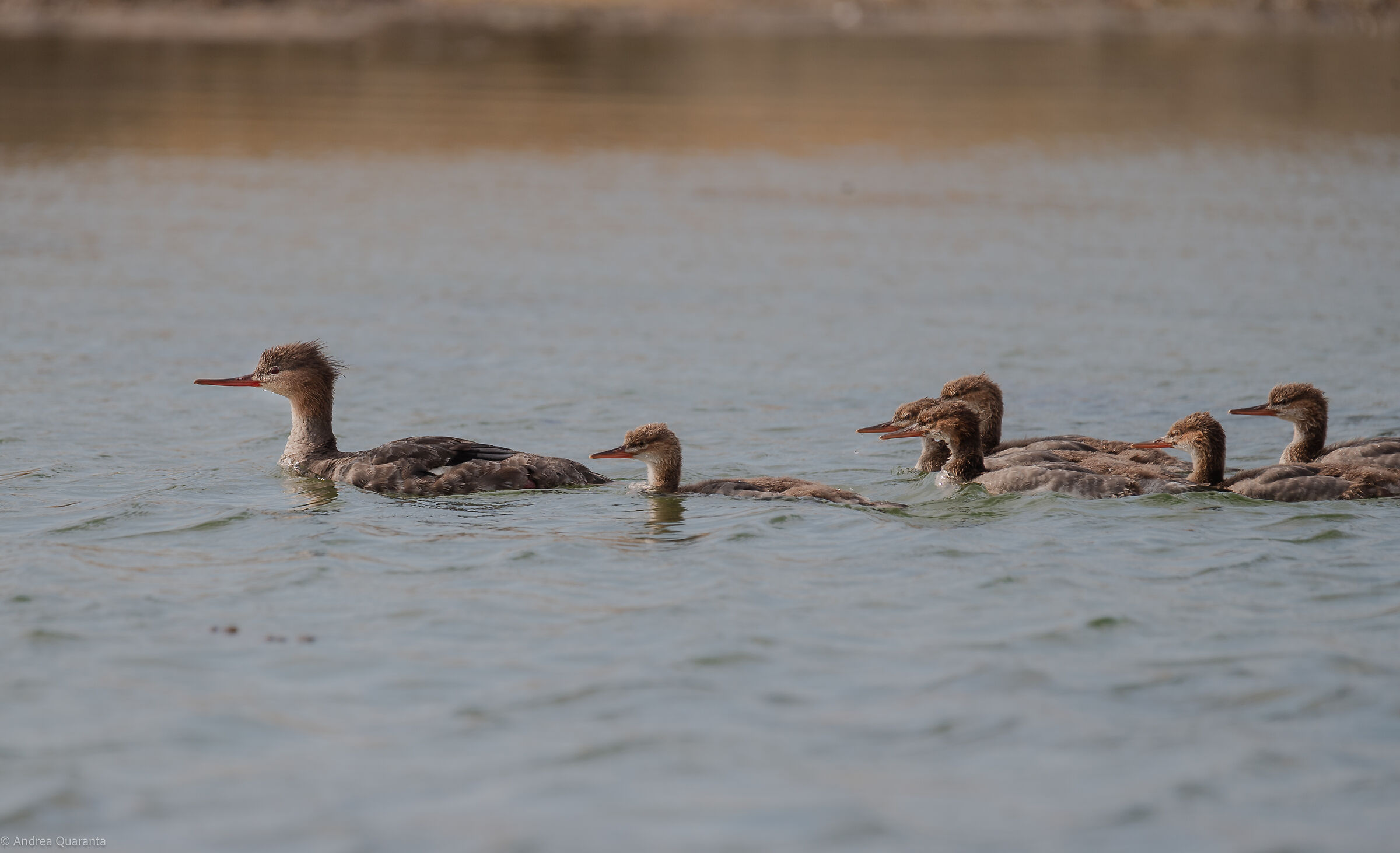 Red-breasted merganser