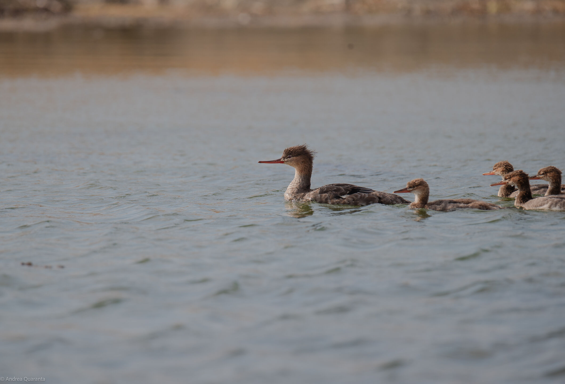 Red-breasted merganser