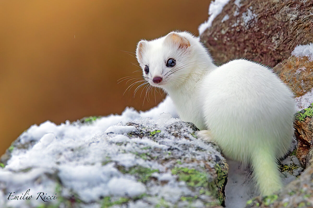 Ermine