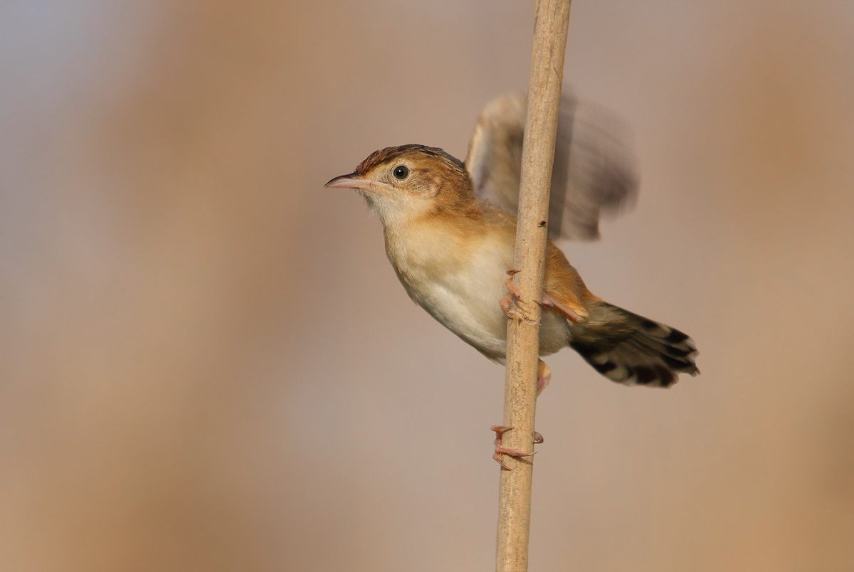 Zitting Cisticola