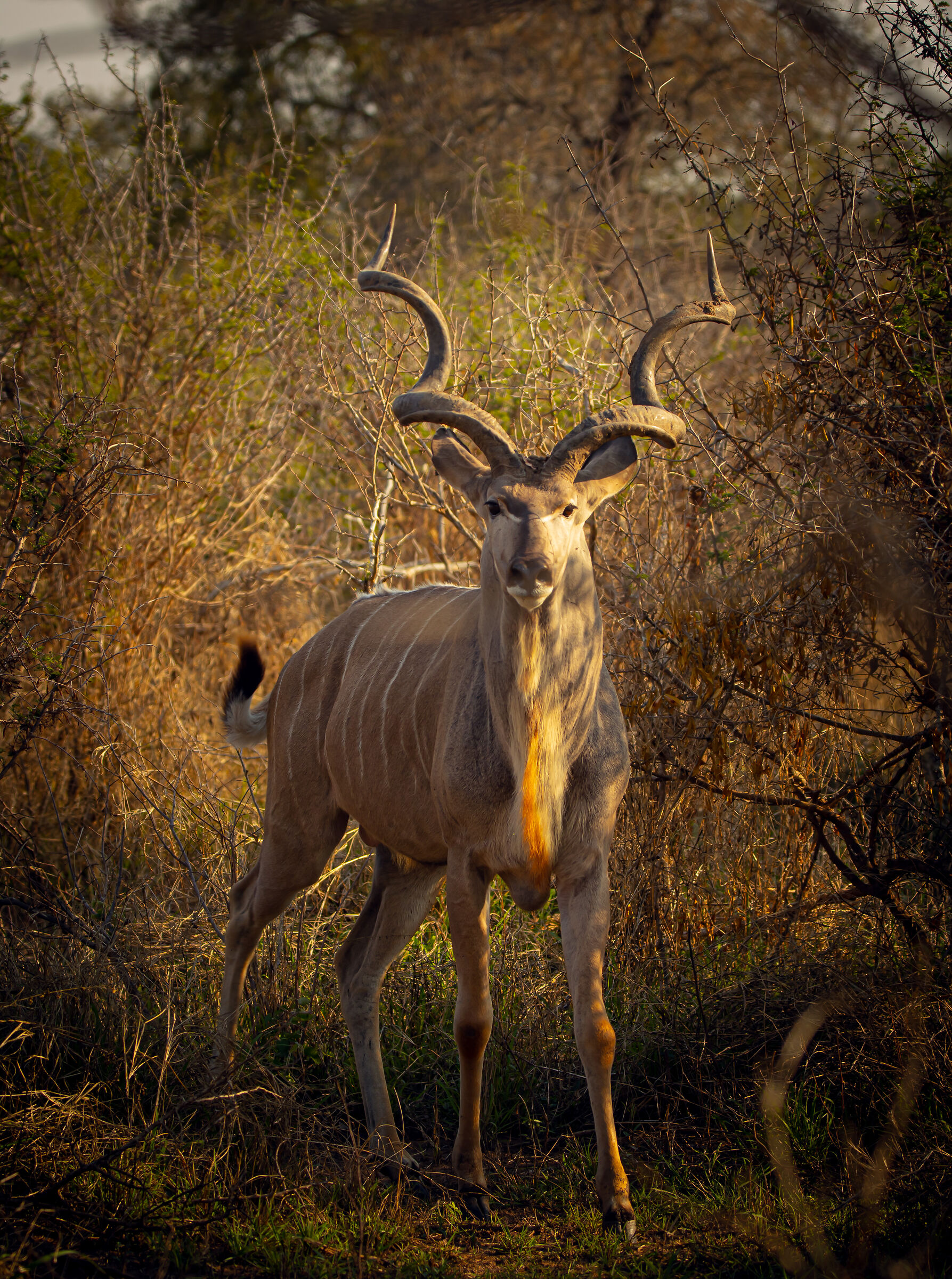 Kudu