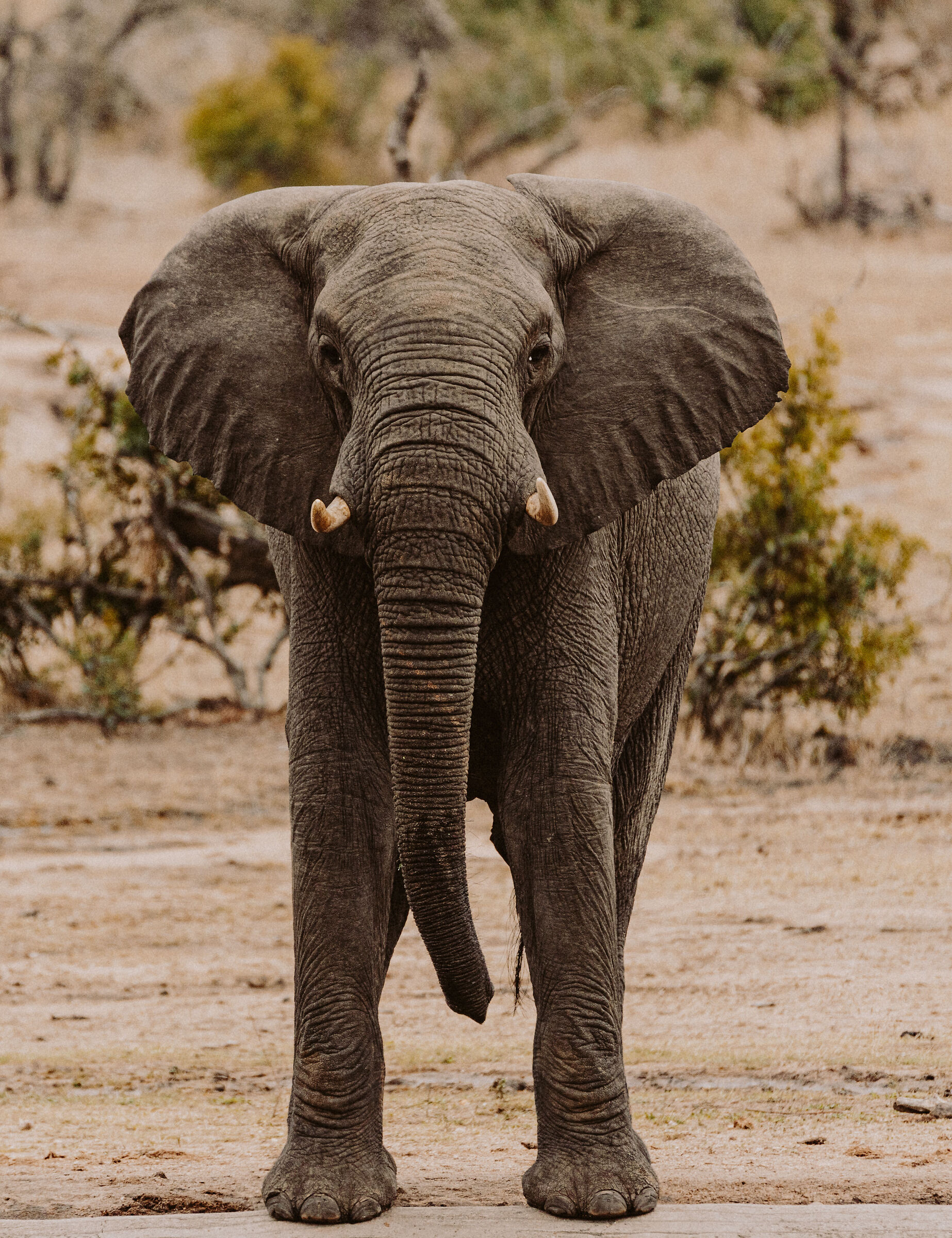 African elephant