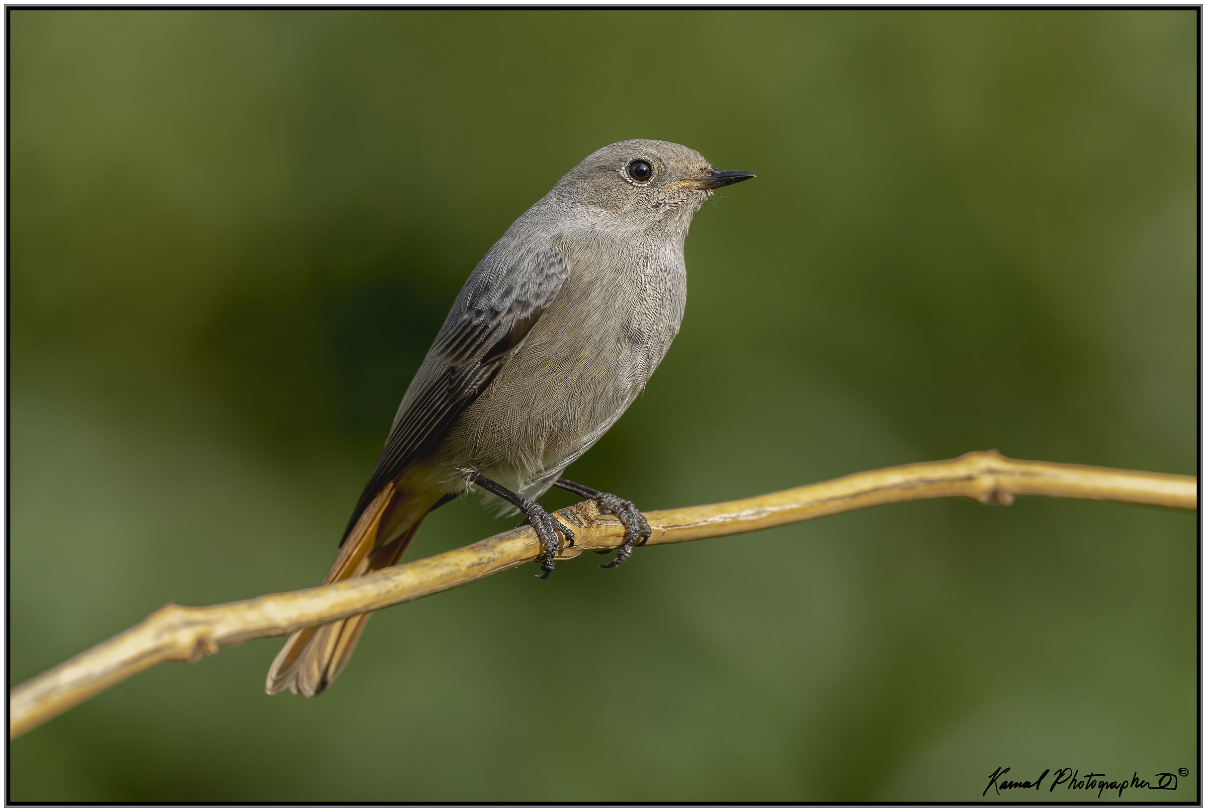 Phoenicurus phoenicurus