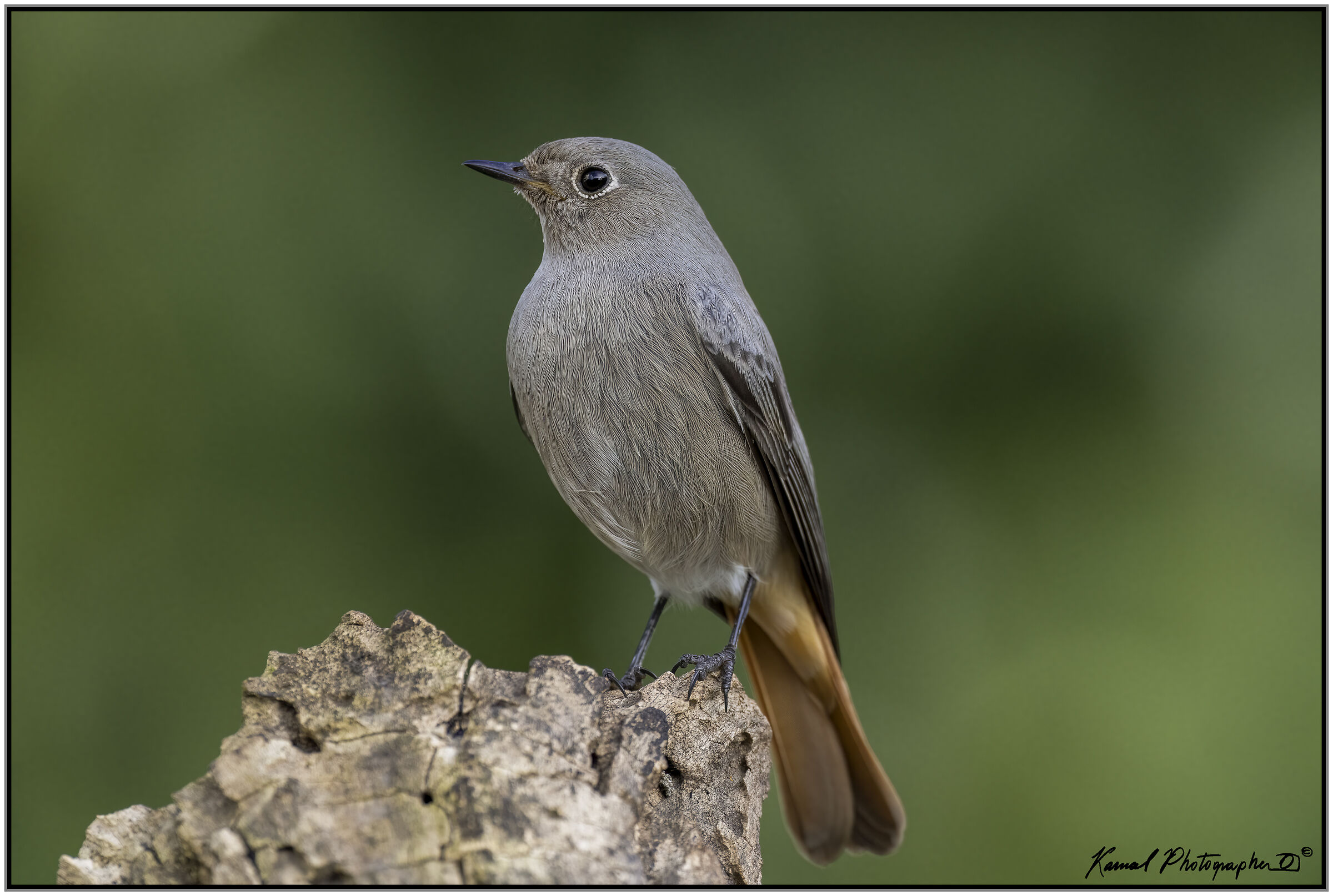 Phoenicurus phoenicurus