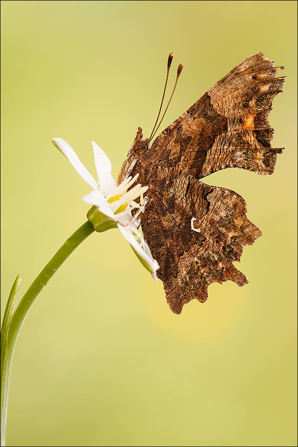 Posata su un batuffolo bianco