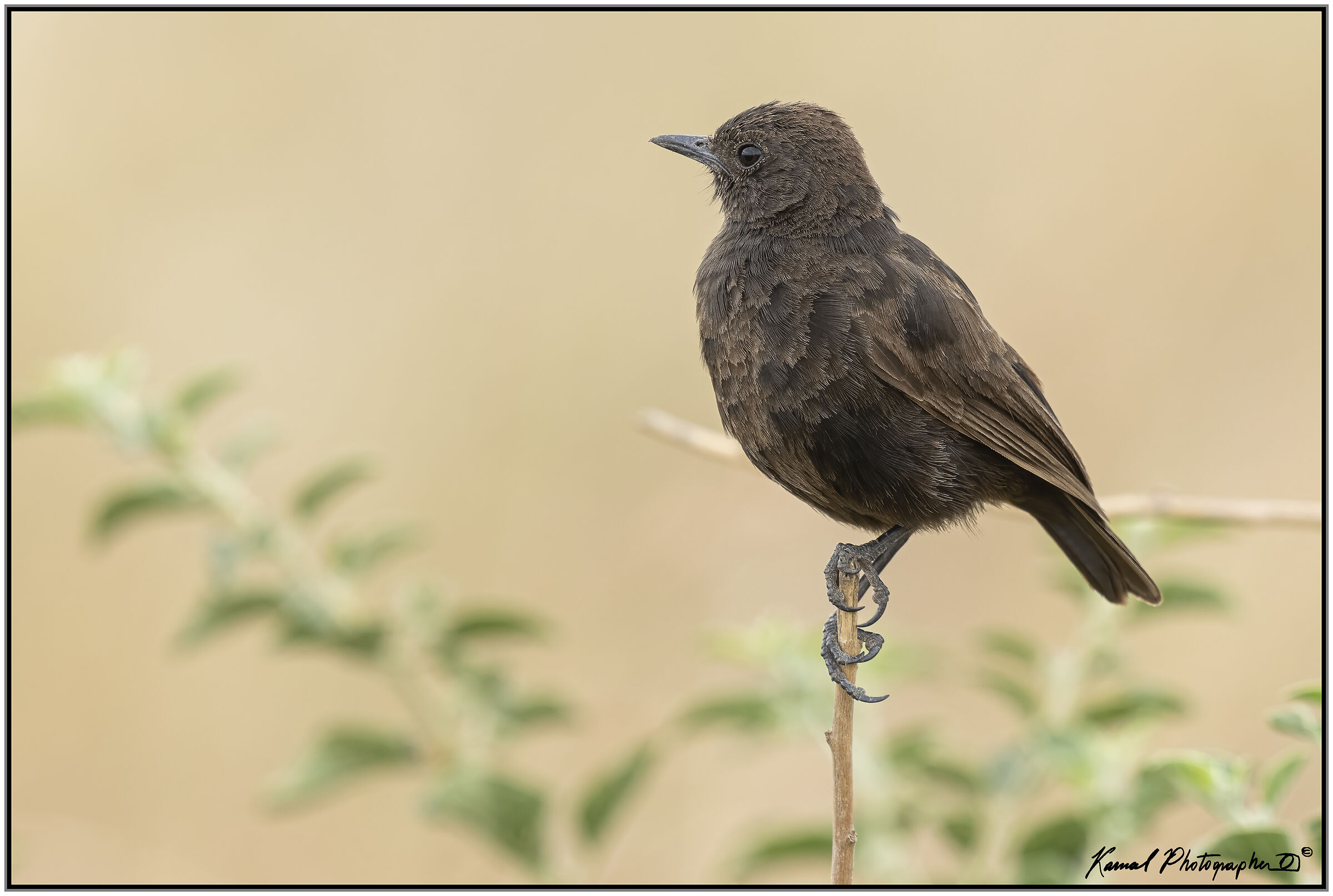 Myrmecocichla formicivora