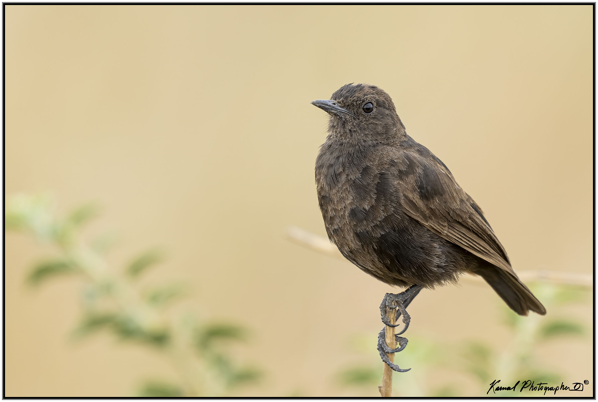 Myrmecocichla formicivora