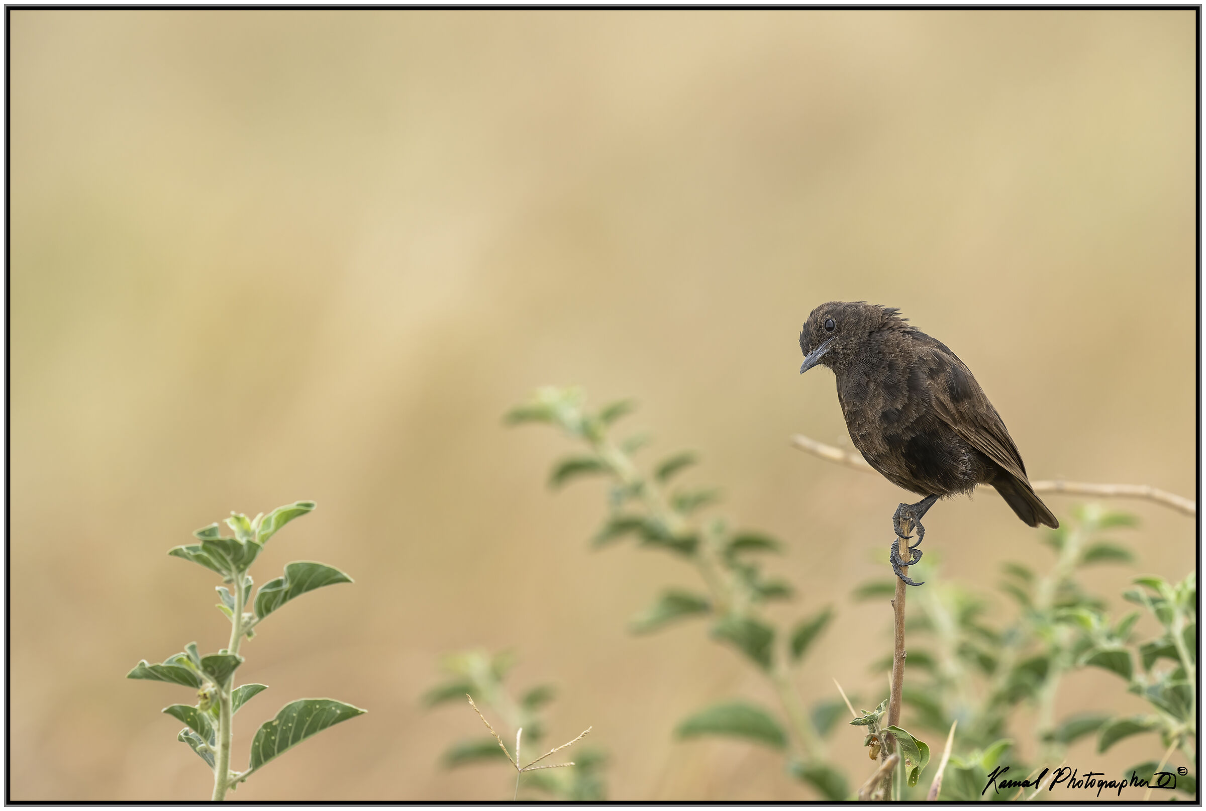 Myrmecocichla formicivora