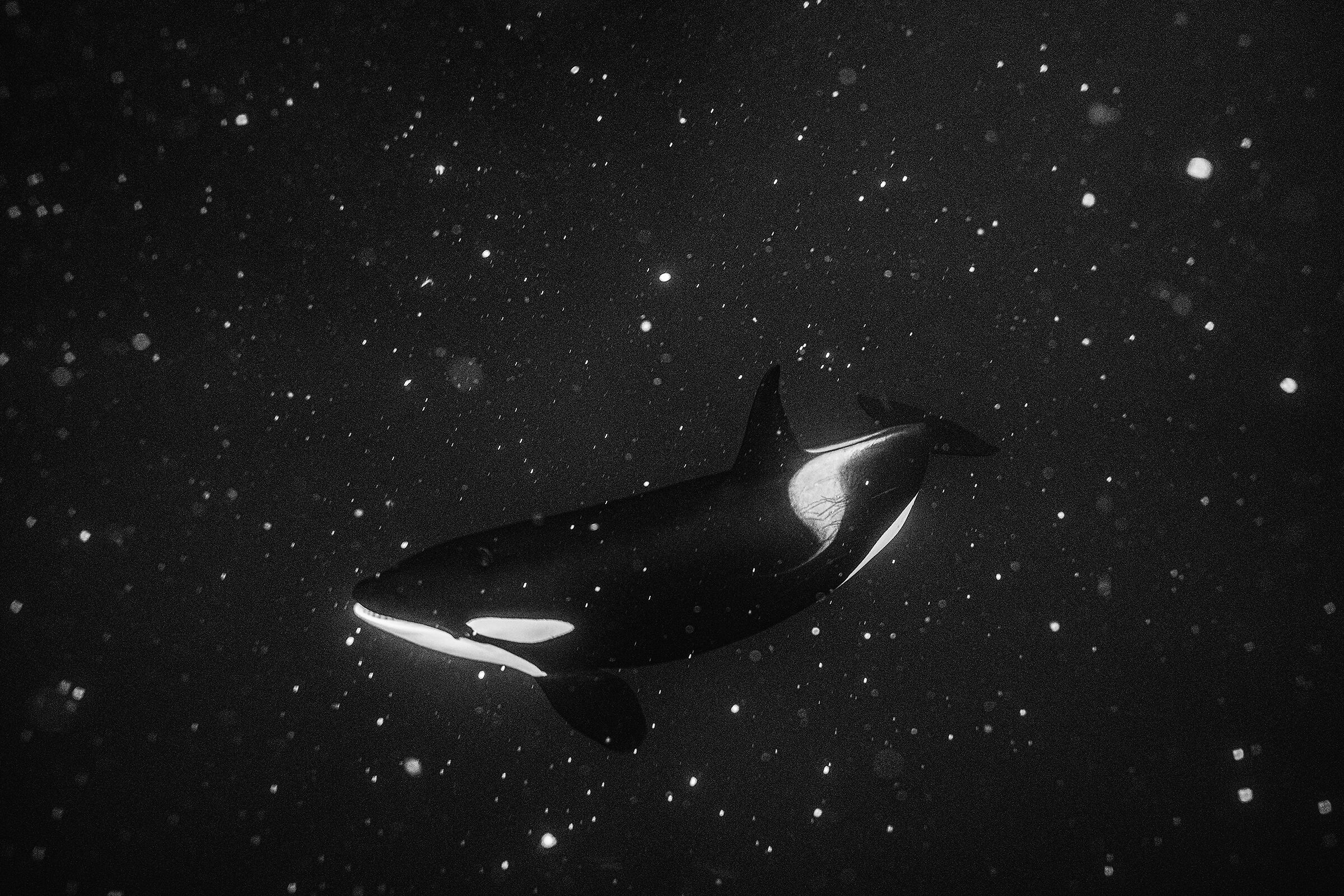 Snow at the bottom of the sea