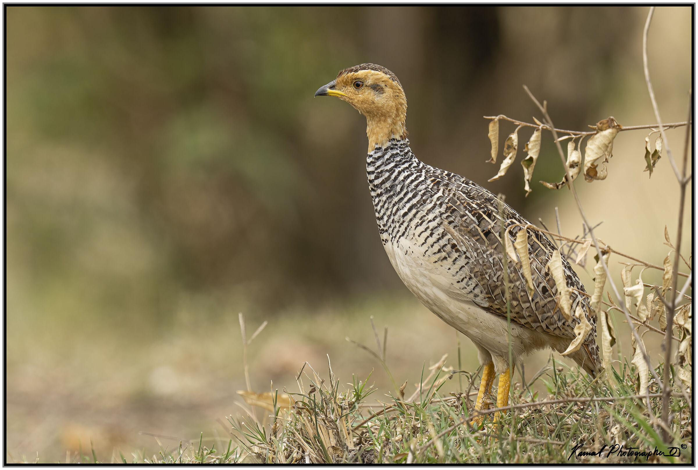(Tinamo alirosse) (Rhynchotus rufescens)