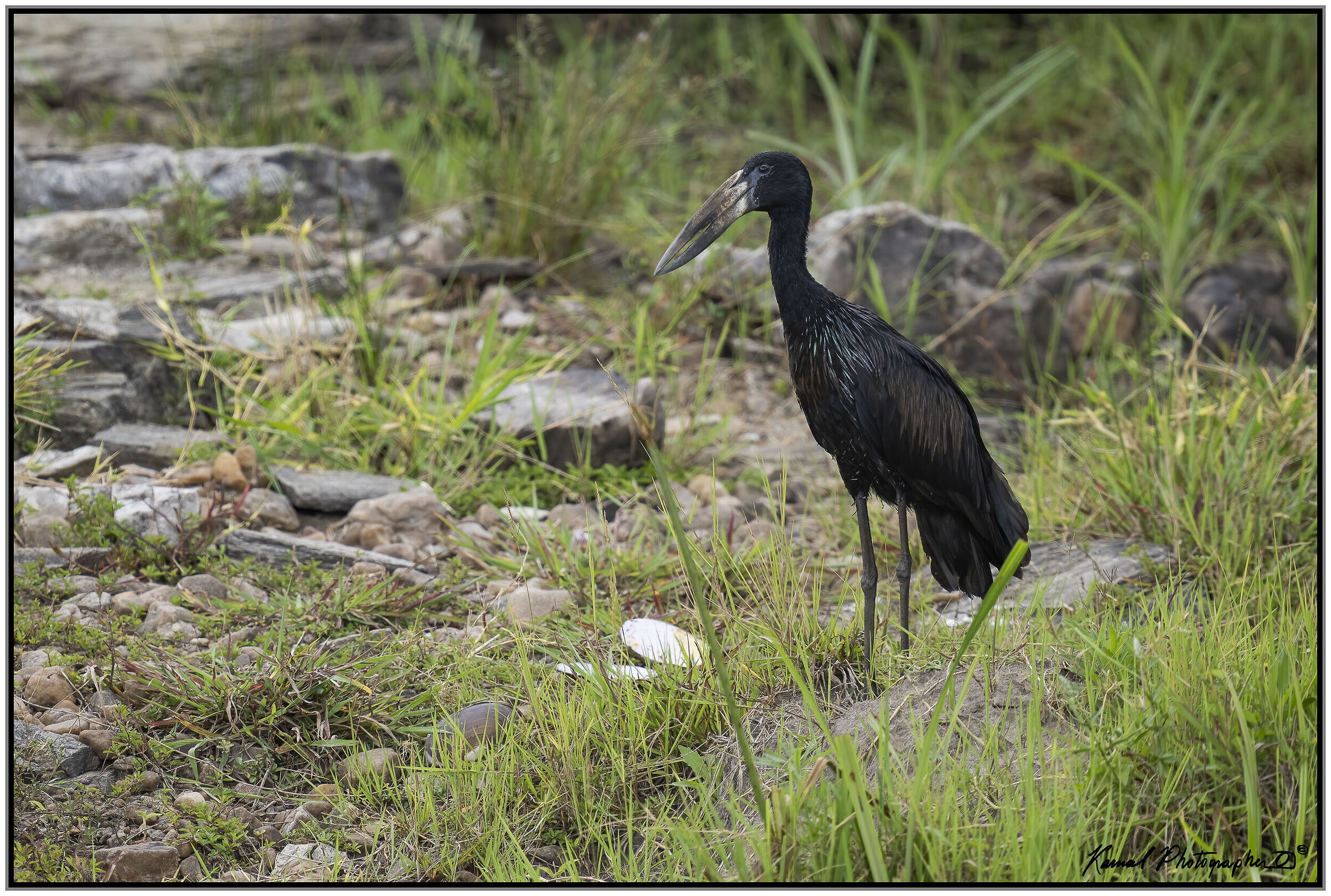 Anastomus lamelligerus