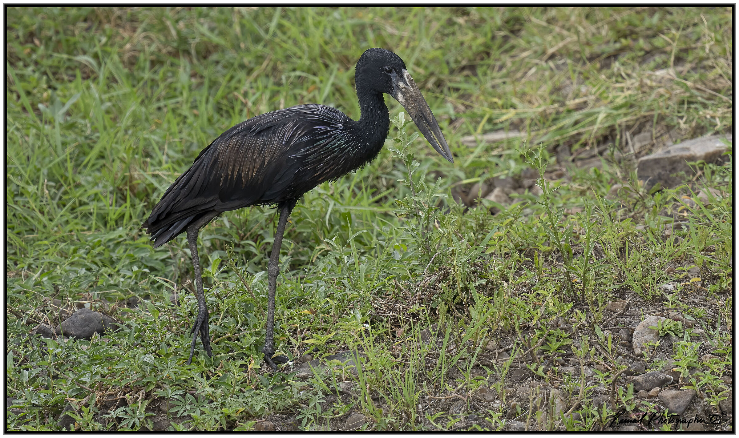 Anastomus lamelligerus