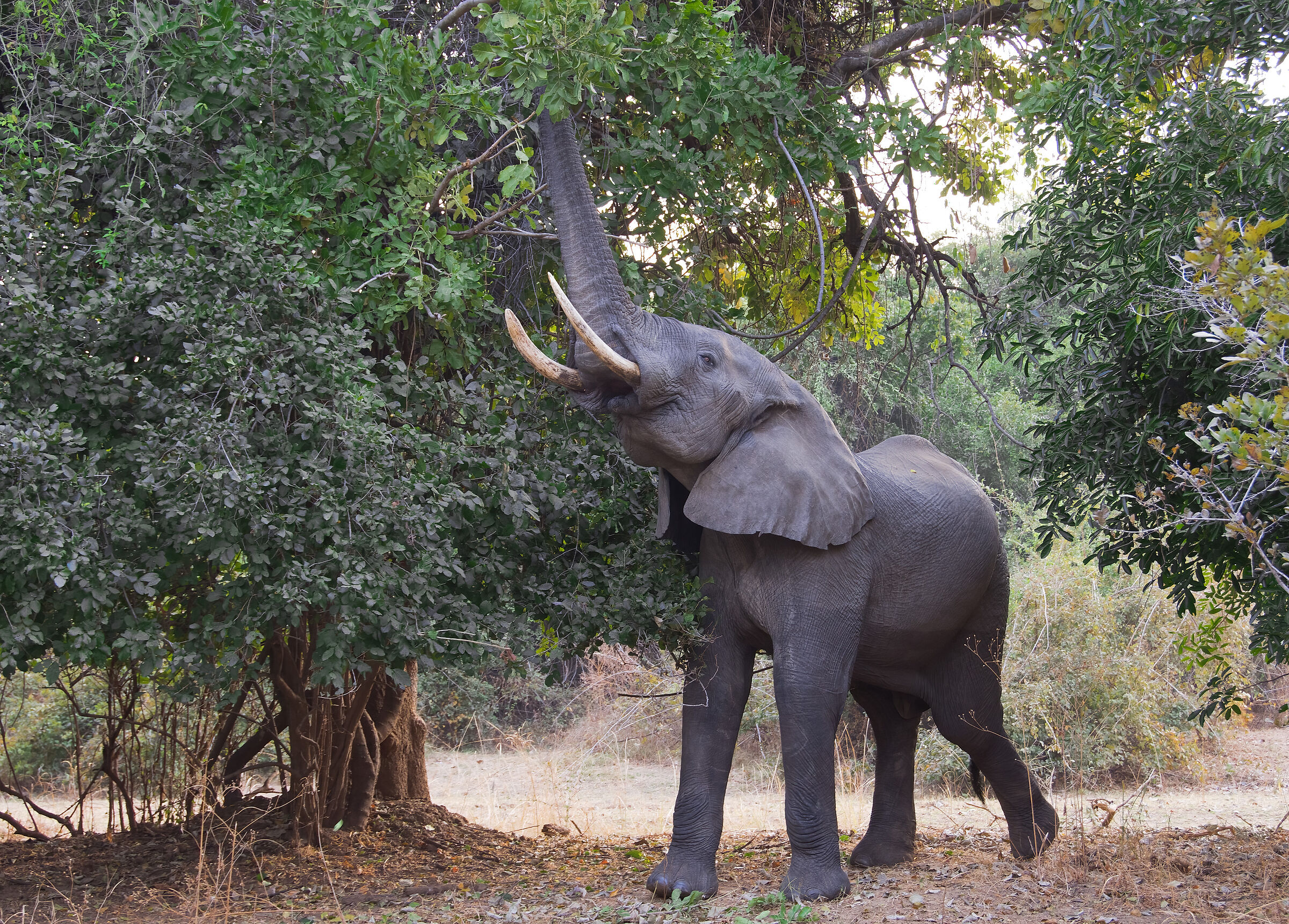 Elefante (Zambia)