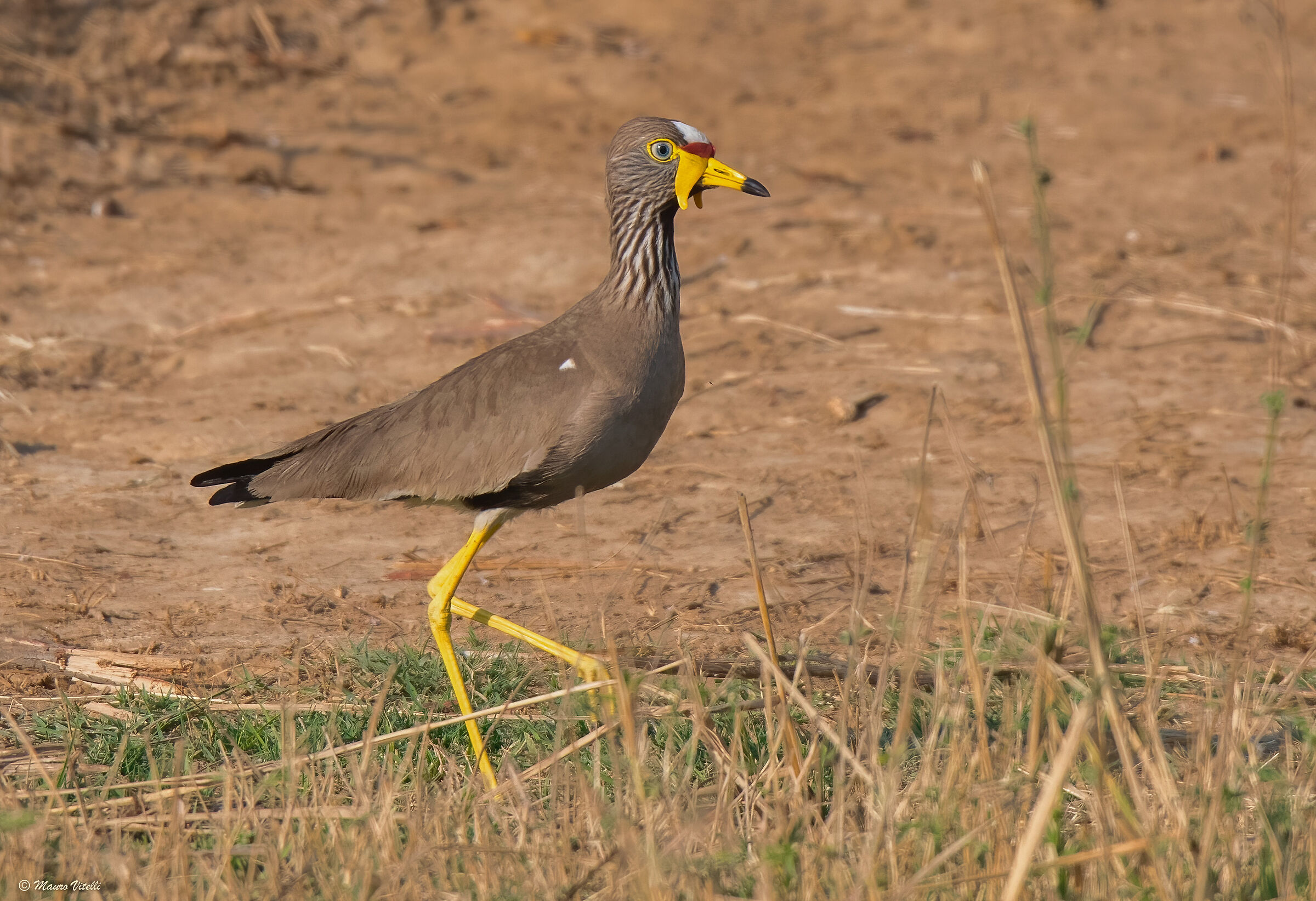 African lapwing (Vanellus senegallus)