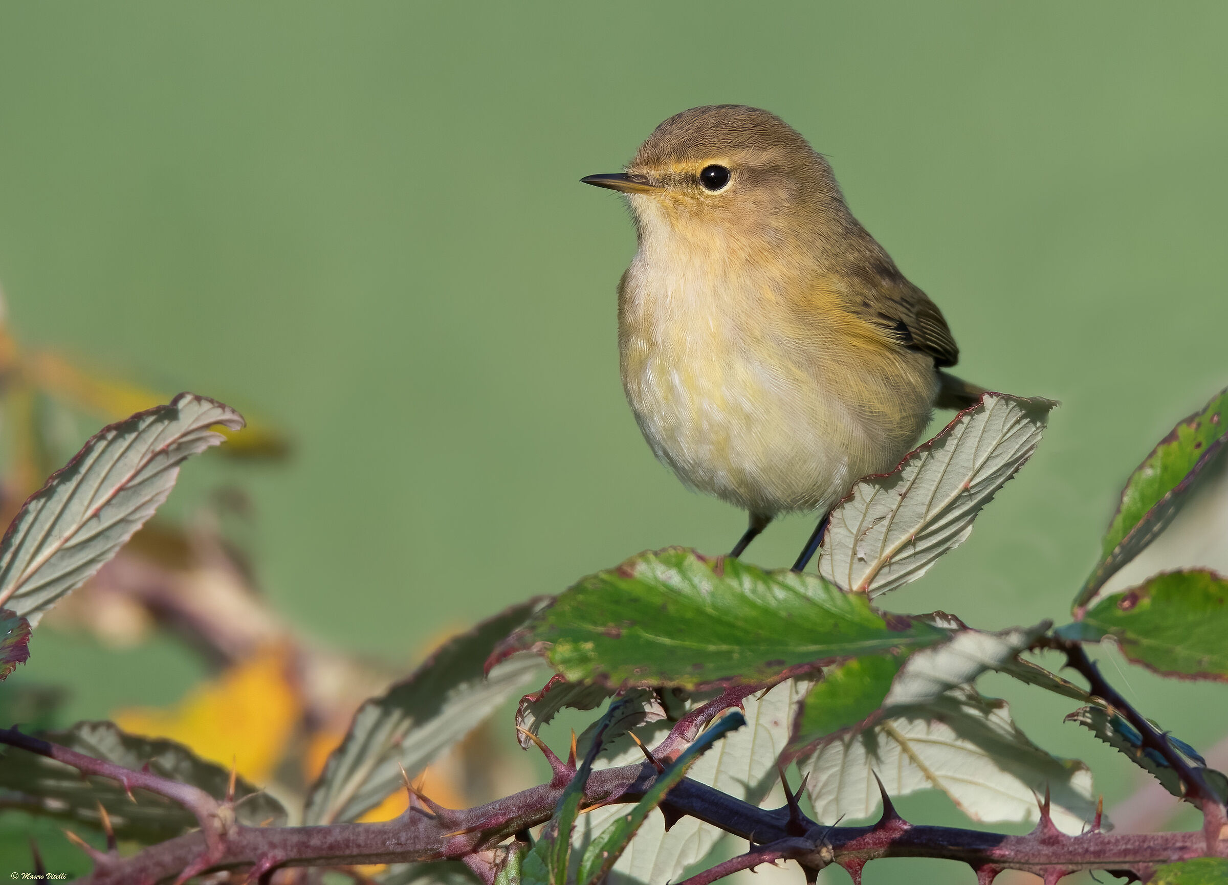 Luì Piccolo (Phylloscopus collybita)