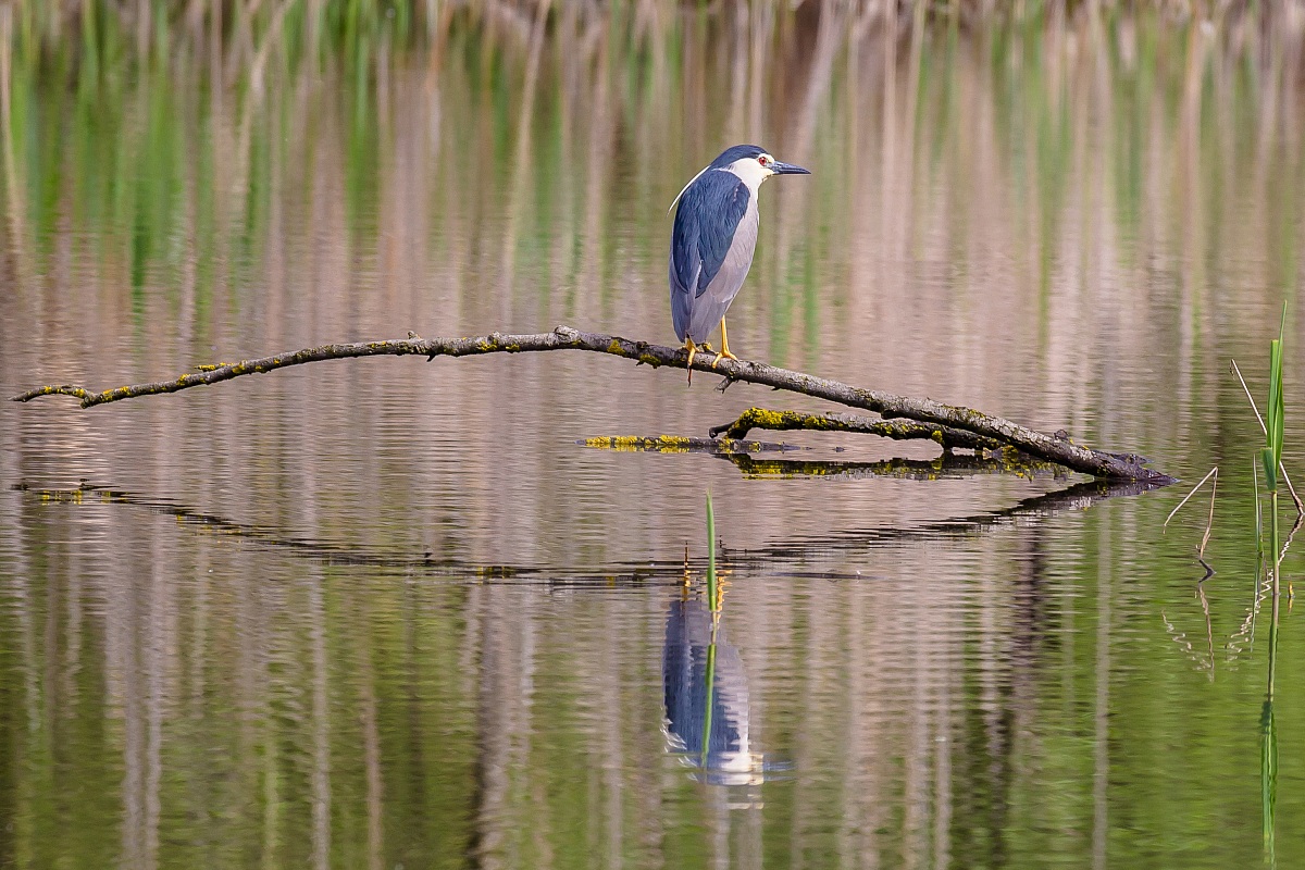 Nycticorax nycticorax (Nitticora)