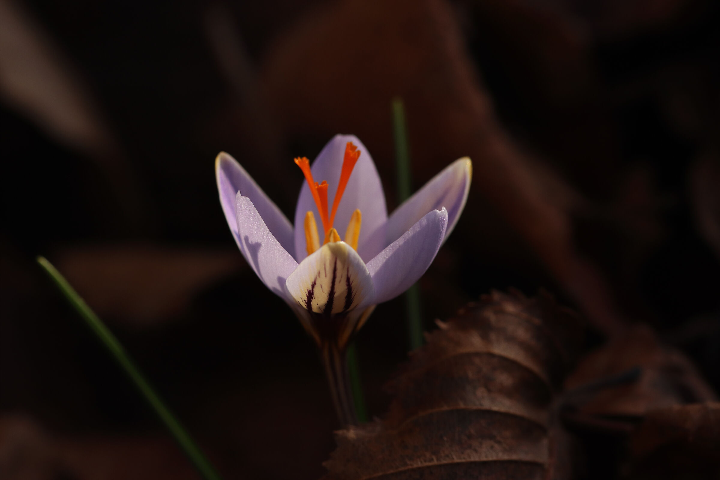 Early crocus