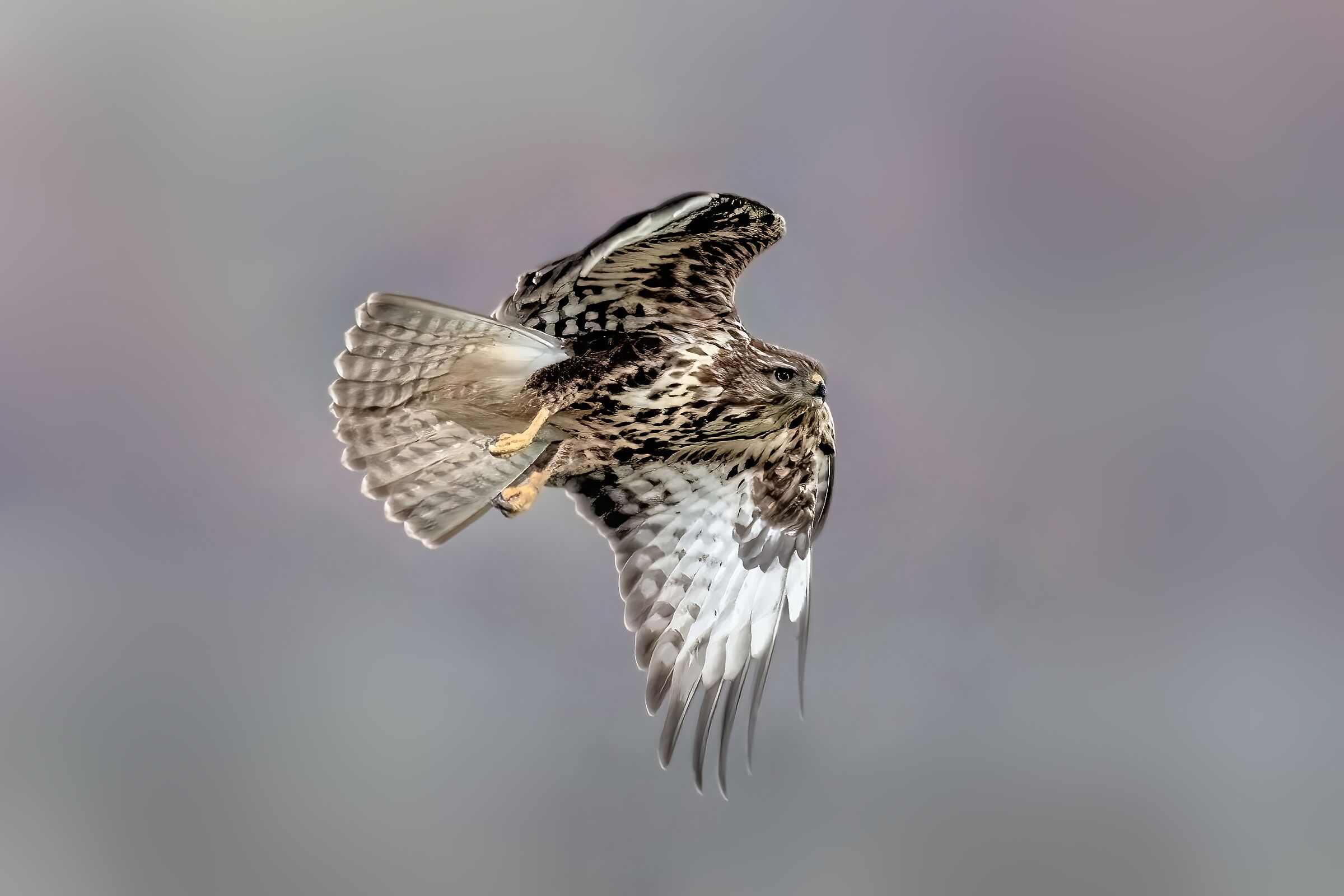 Poiana (Buteo buteo)