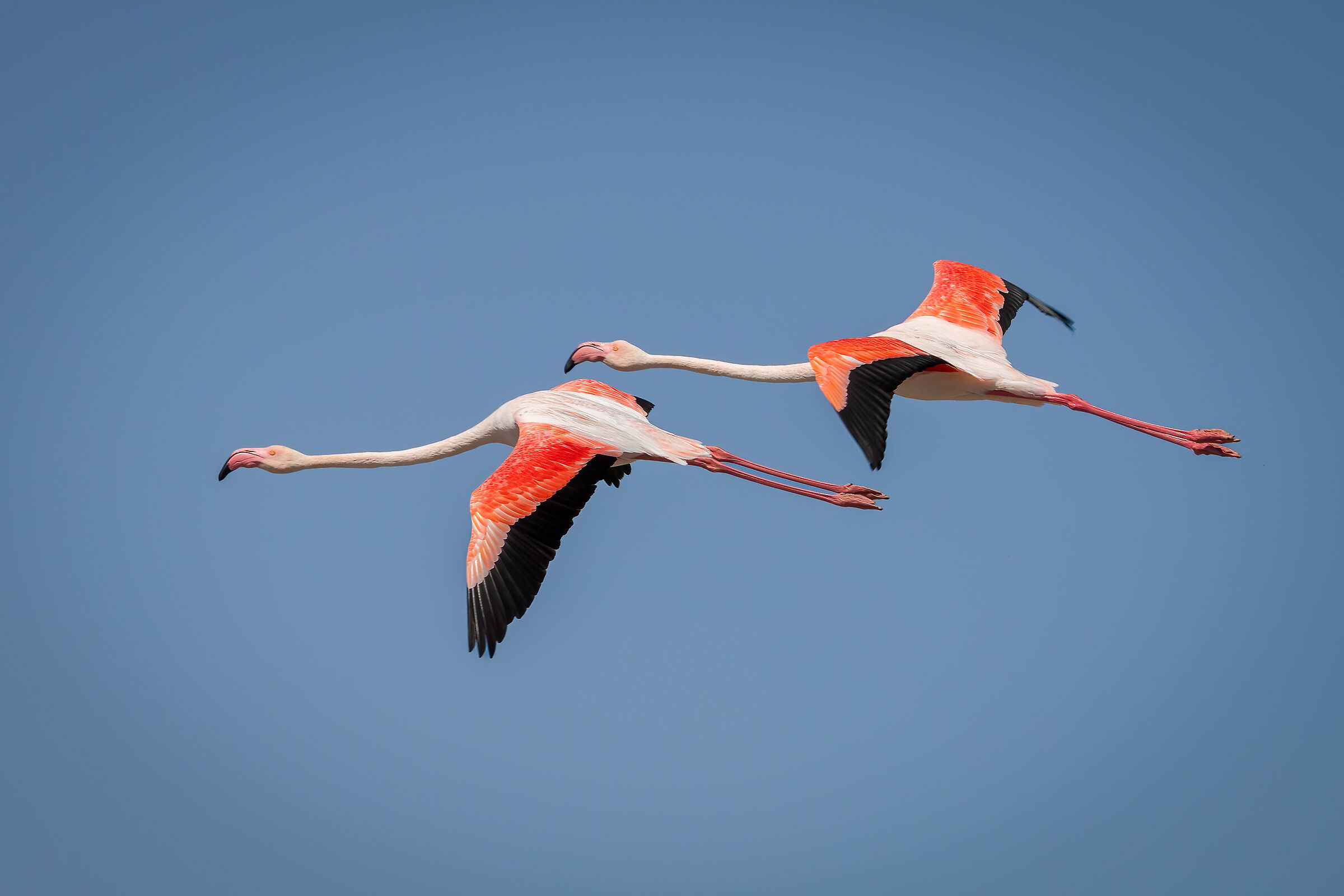 Flamingos in flight