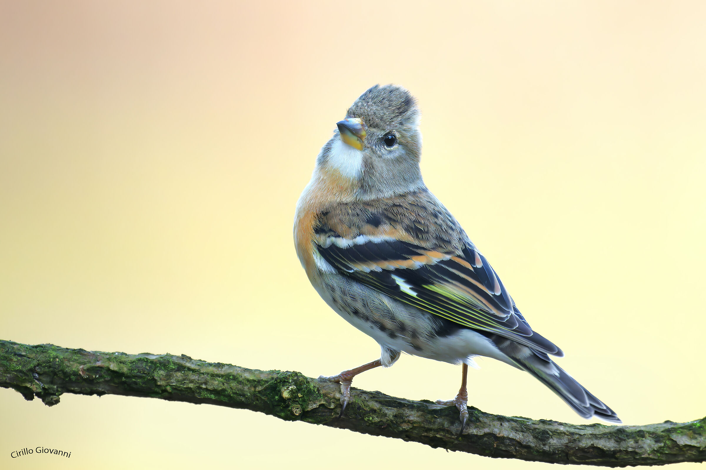 Brambling