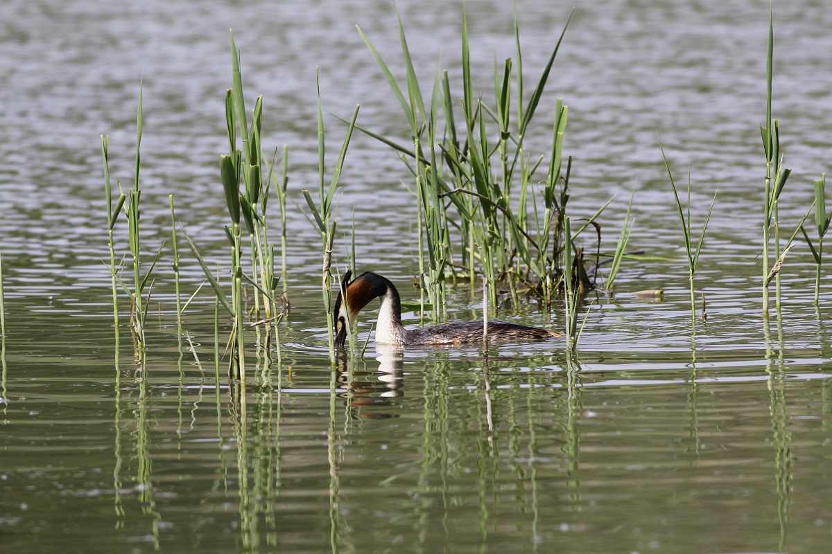 vediamo se trovo qualcosa