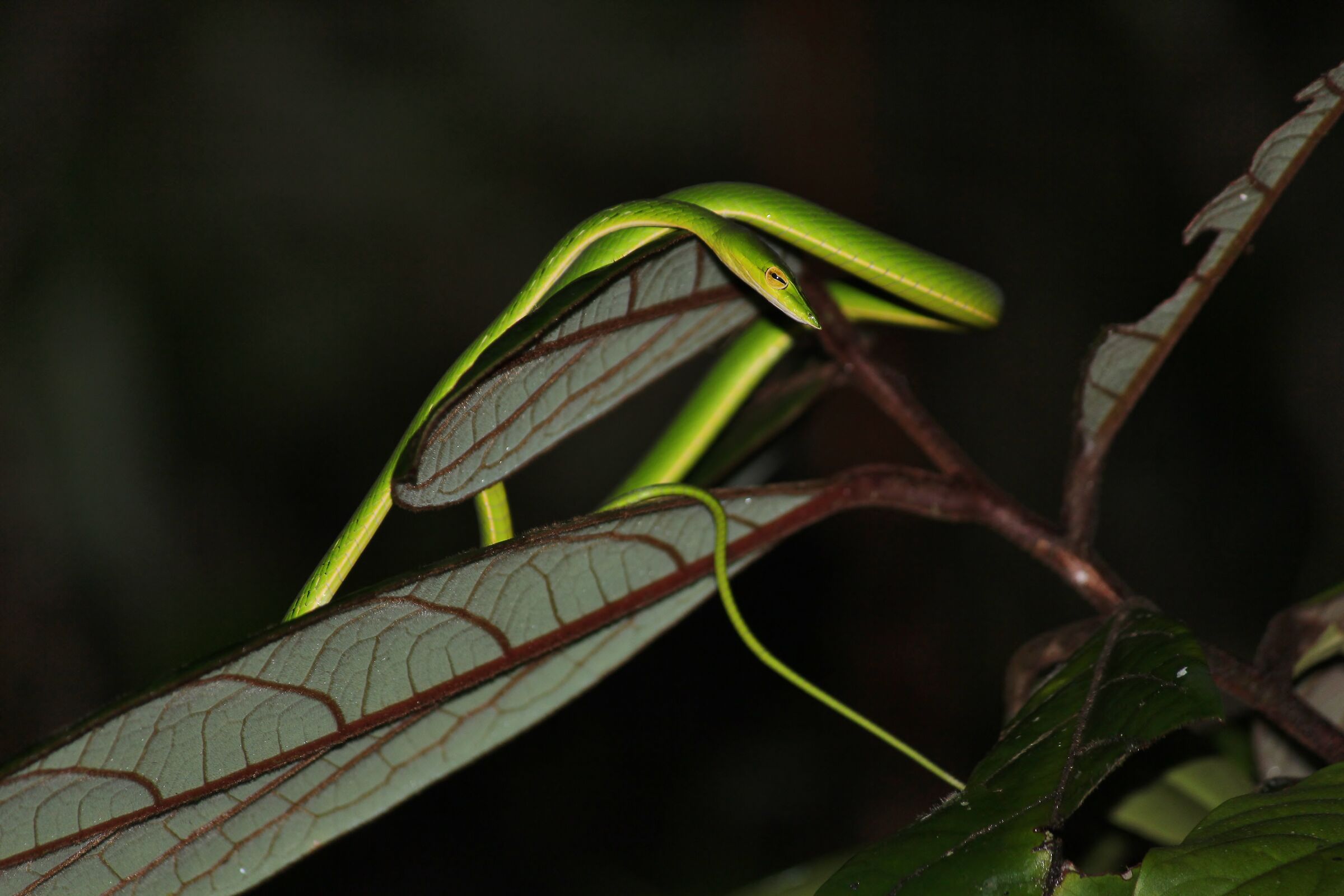 Green... snake :)