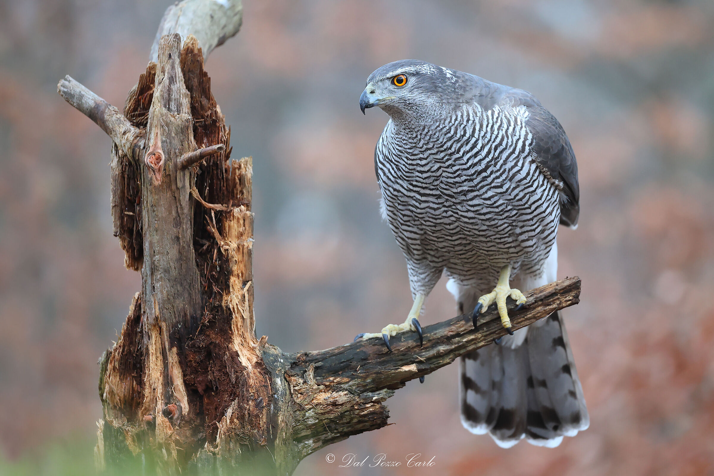 Waiting for the Epiphany