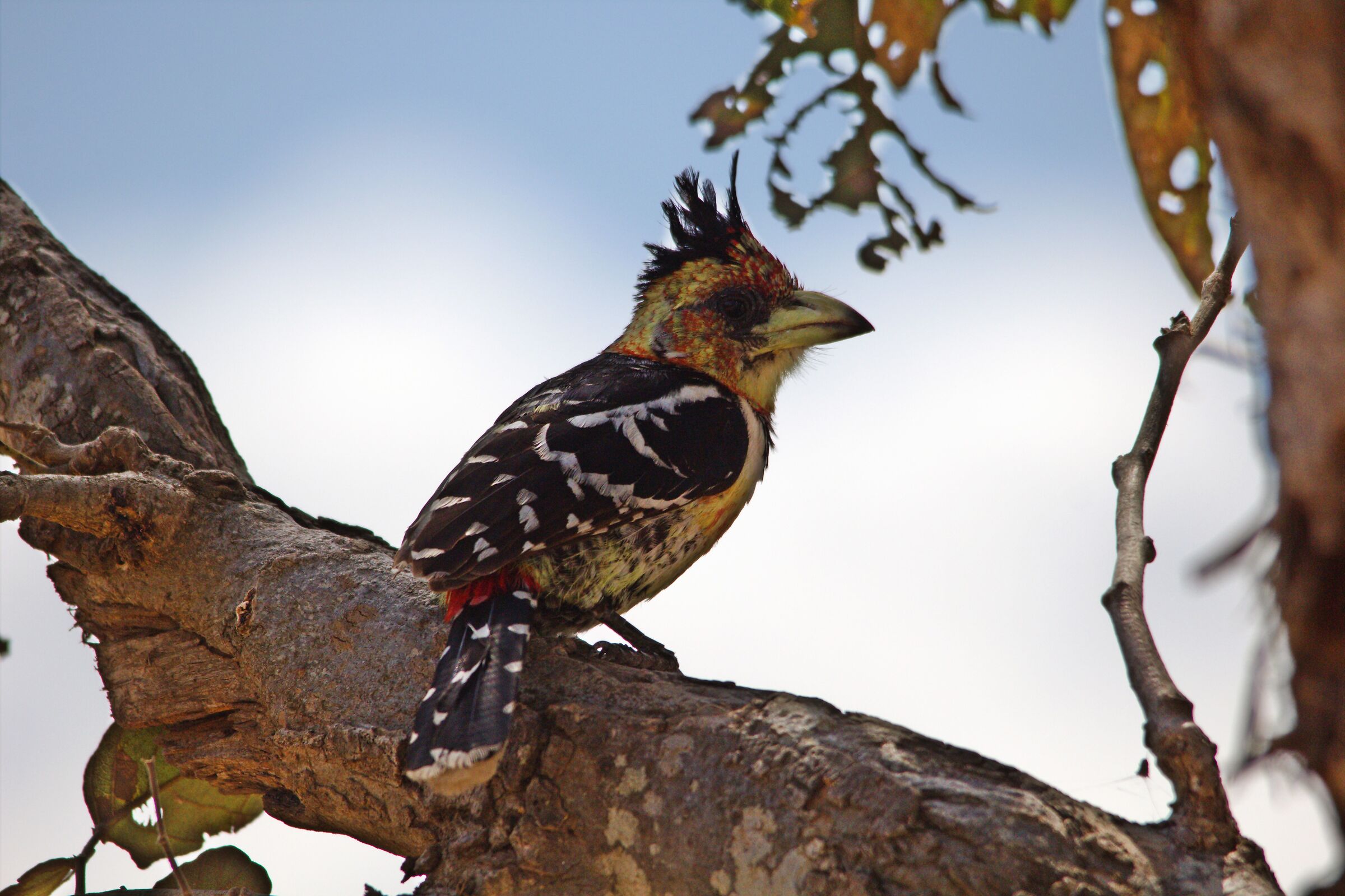 African Hoopoe