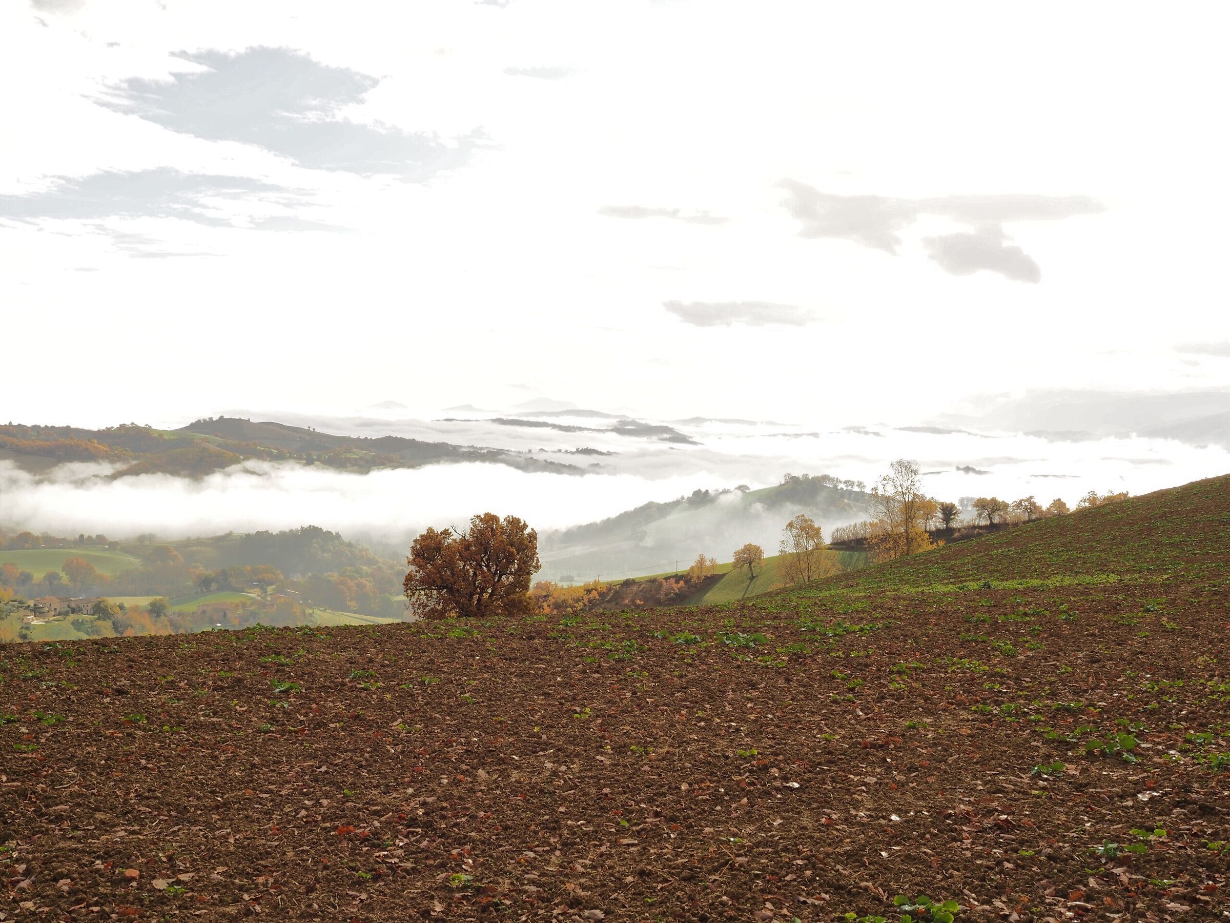 Marche countryside with fog