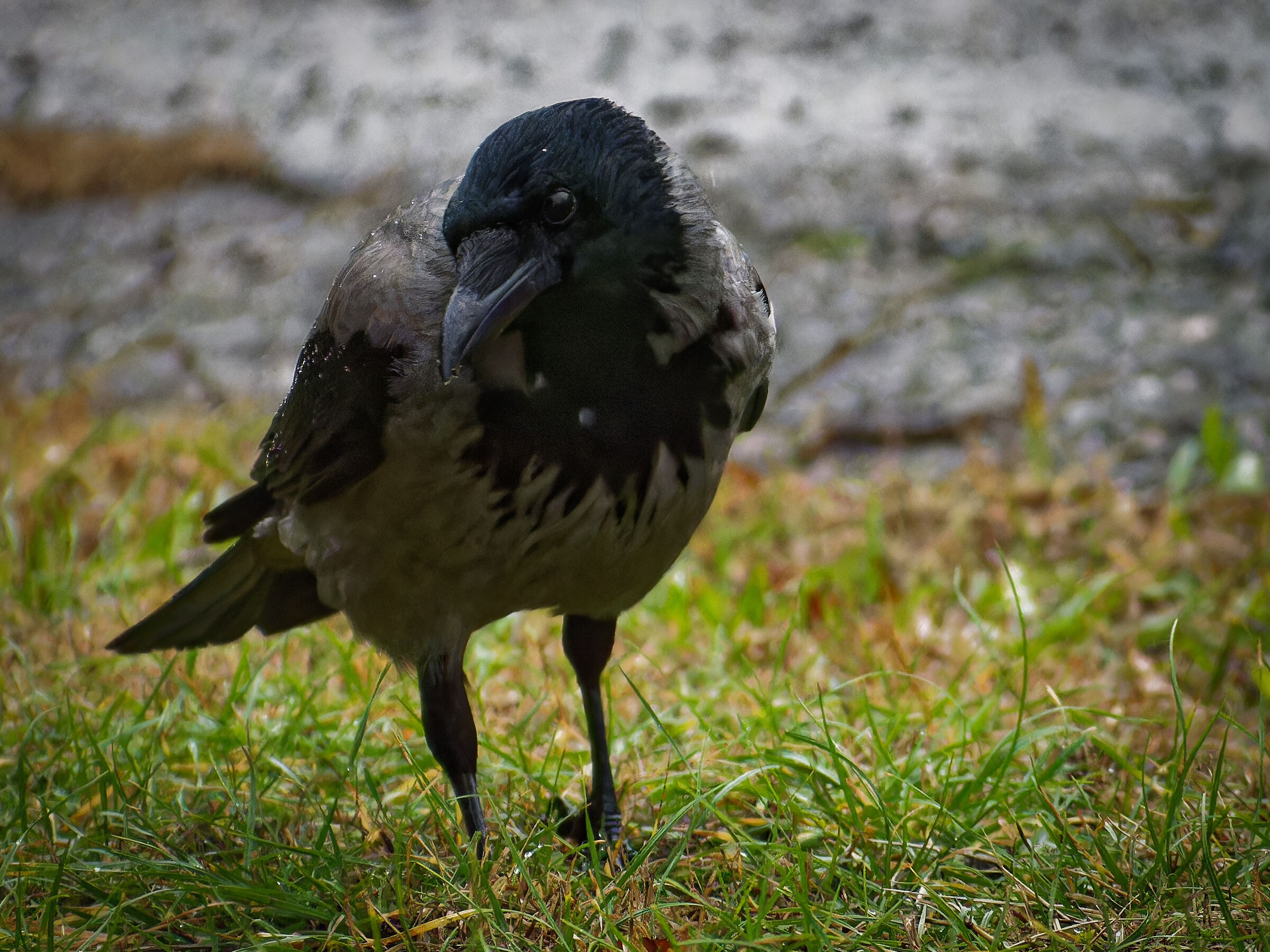 Cornacchia in cerca di cibo