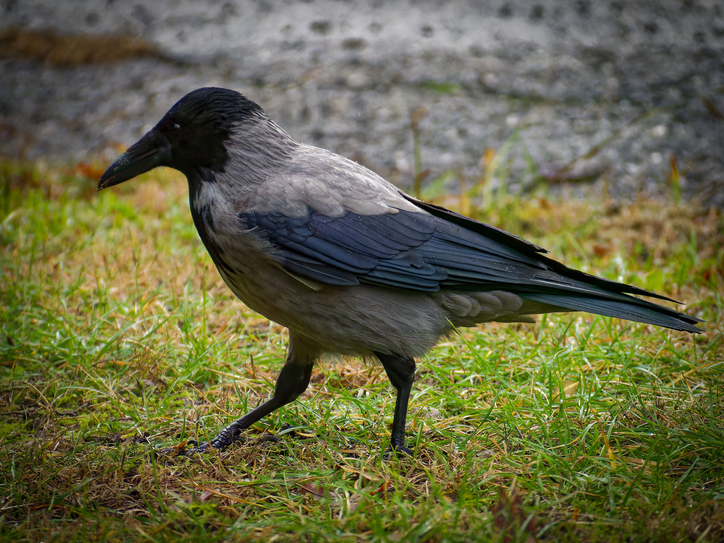 Corvus cornix