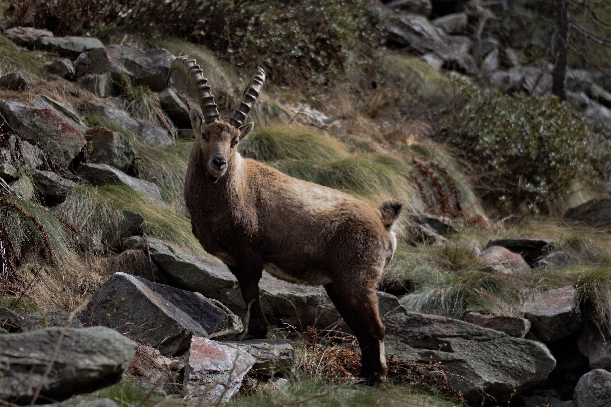 The King of the Woods