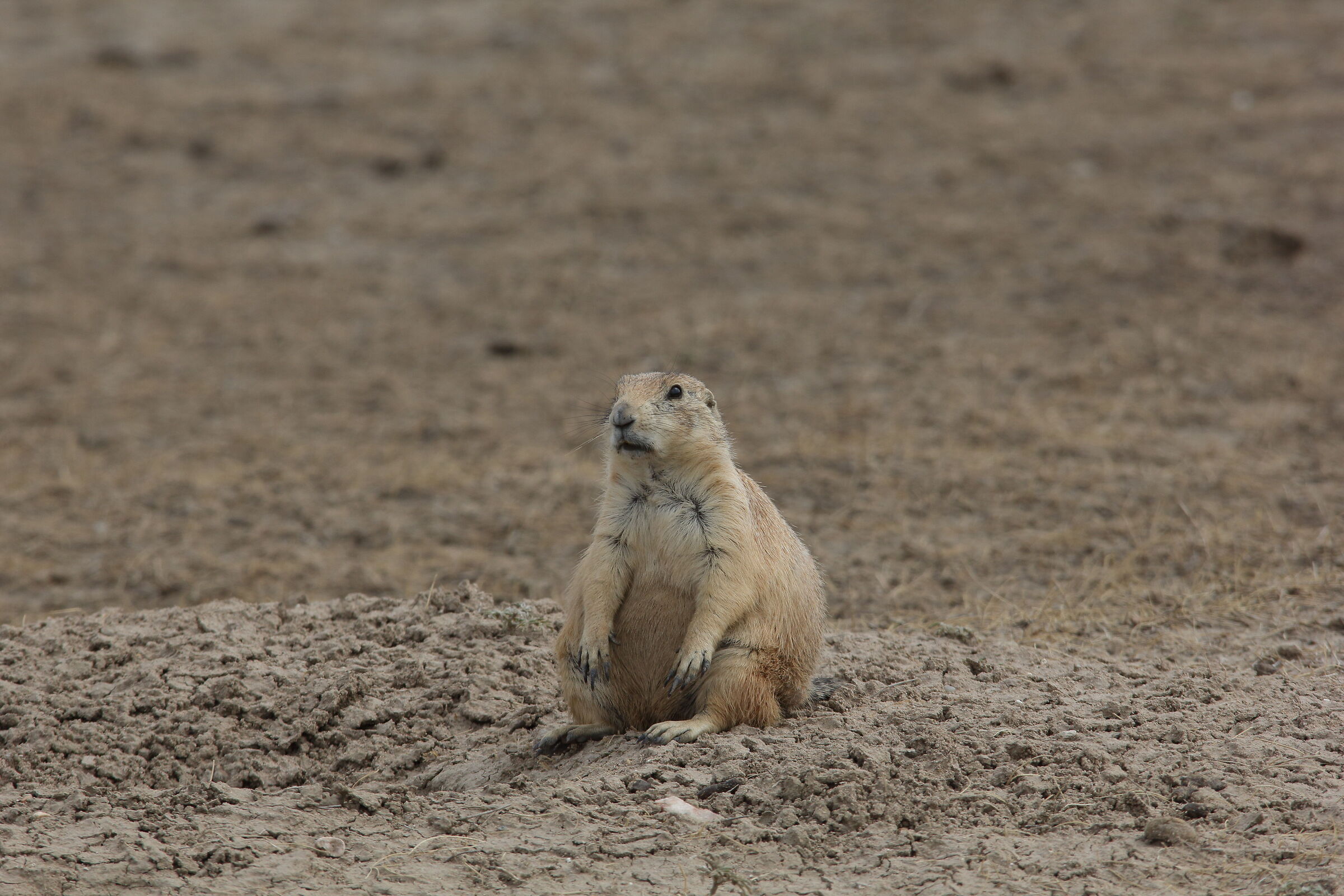 Pasha Prairie Dog
