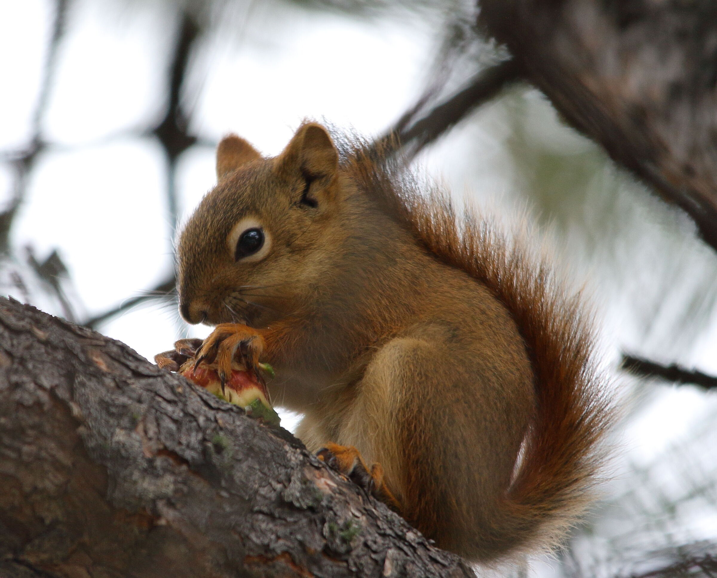 Red Squirrel