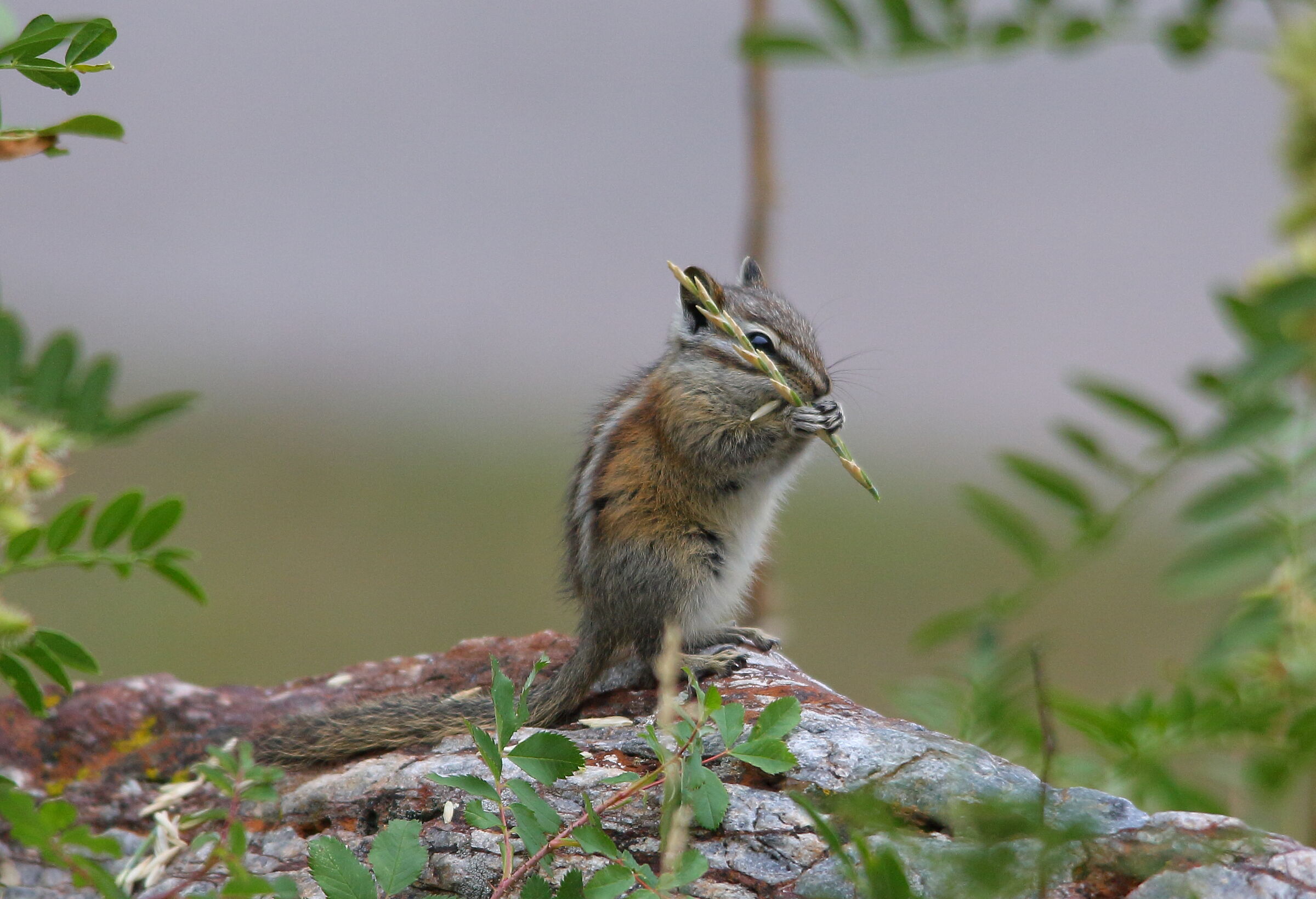 Common Squirrel