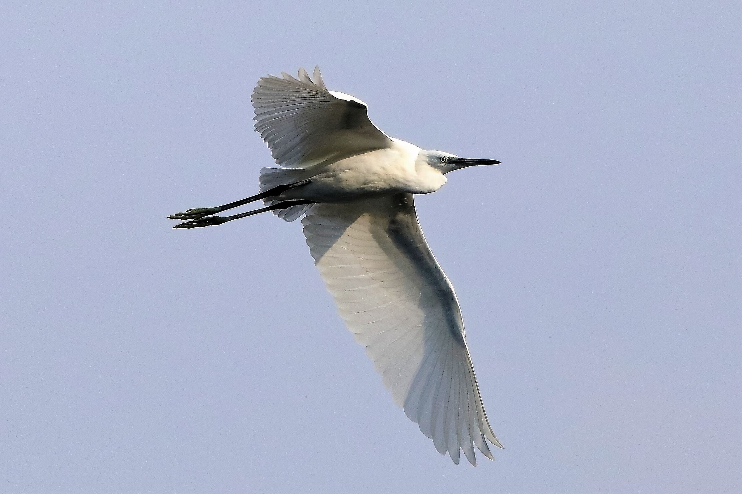 Garzetta ottobre 2022