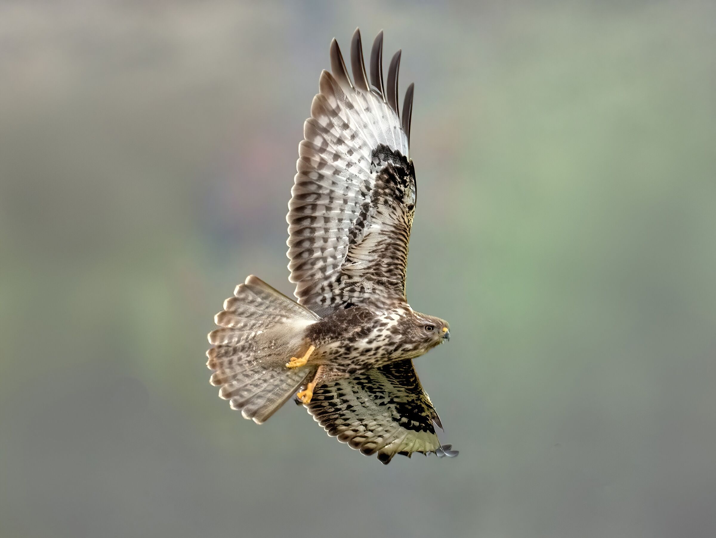 Buzzard (Buteo buteo)