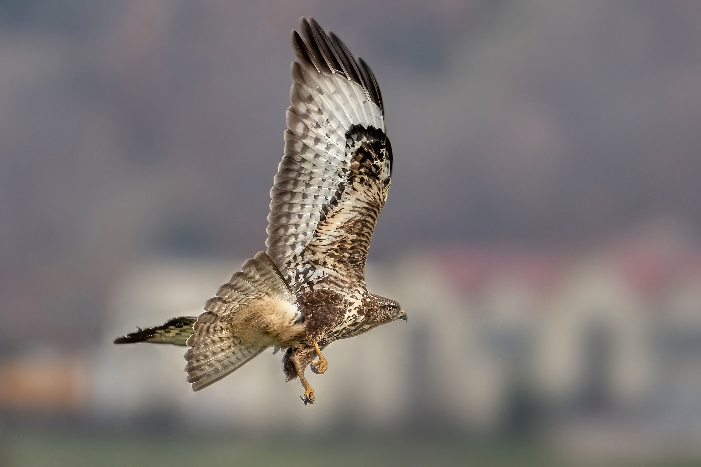 Poiana (Buteo buteo)
