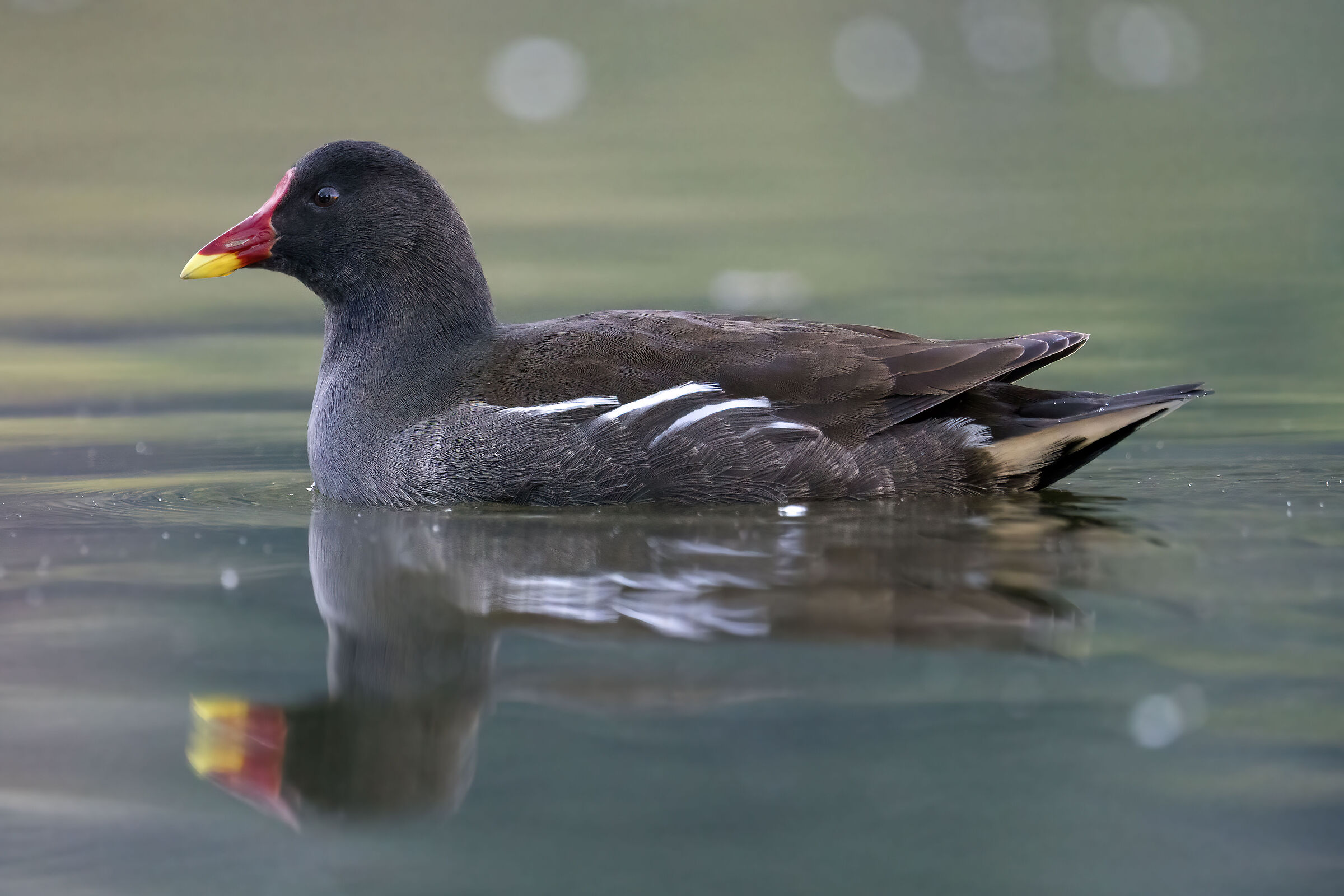 Gallinella d'acqua