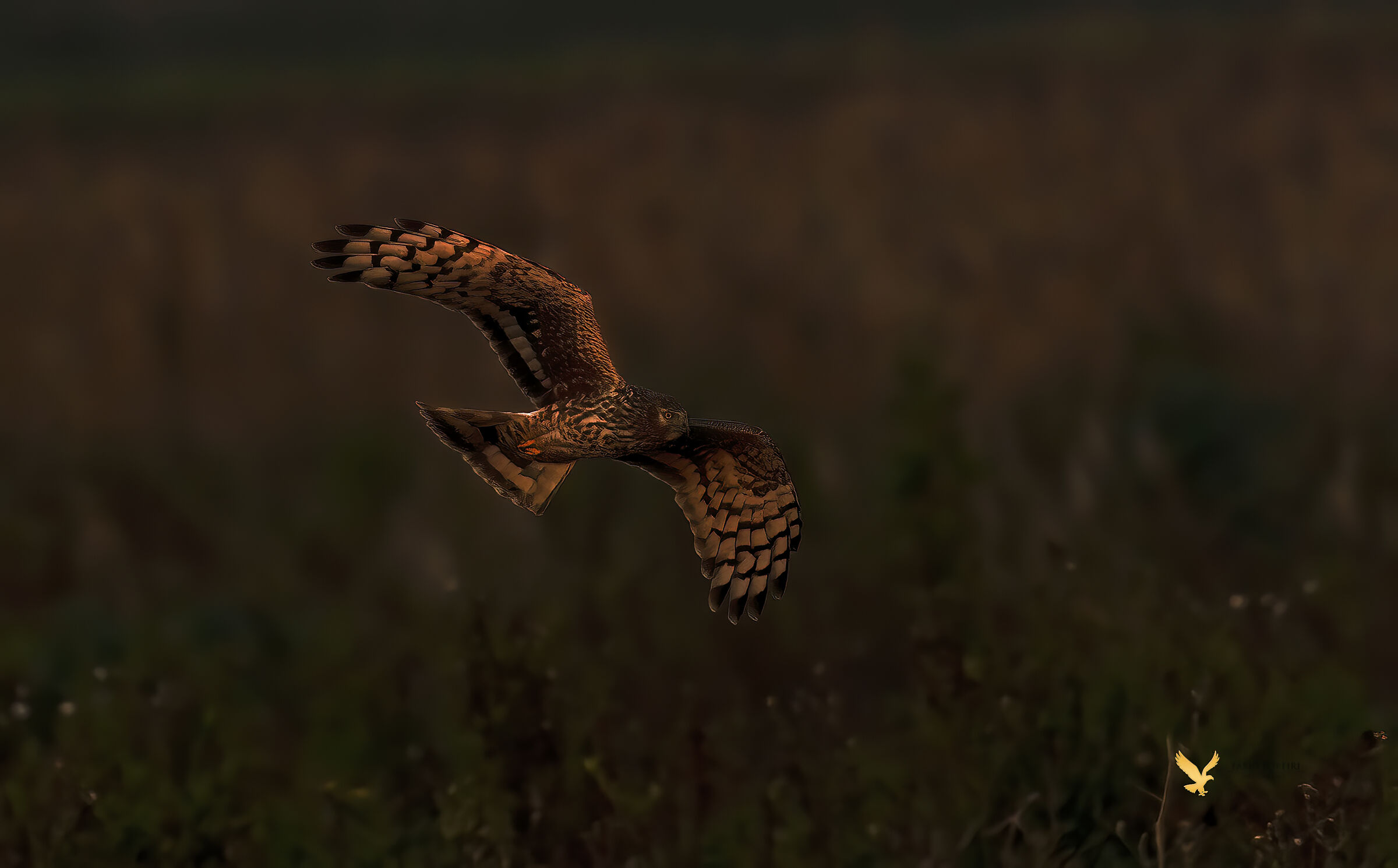 l' ultima luce della sera