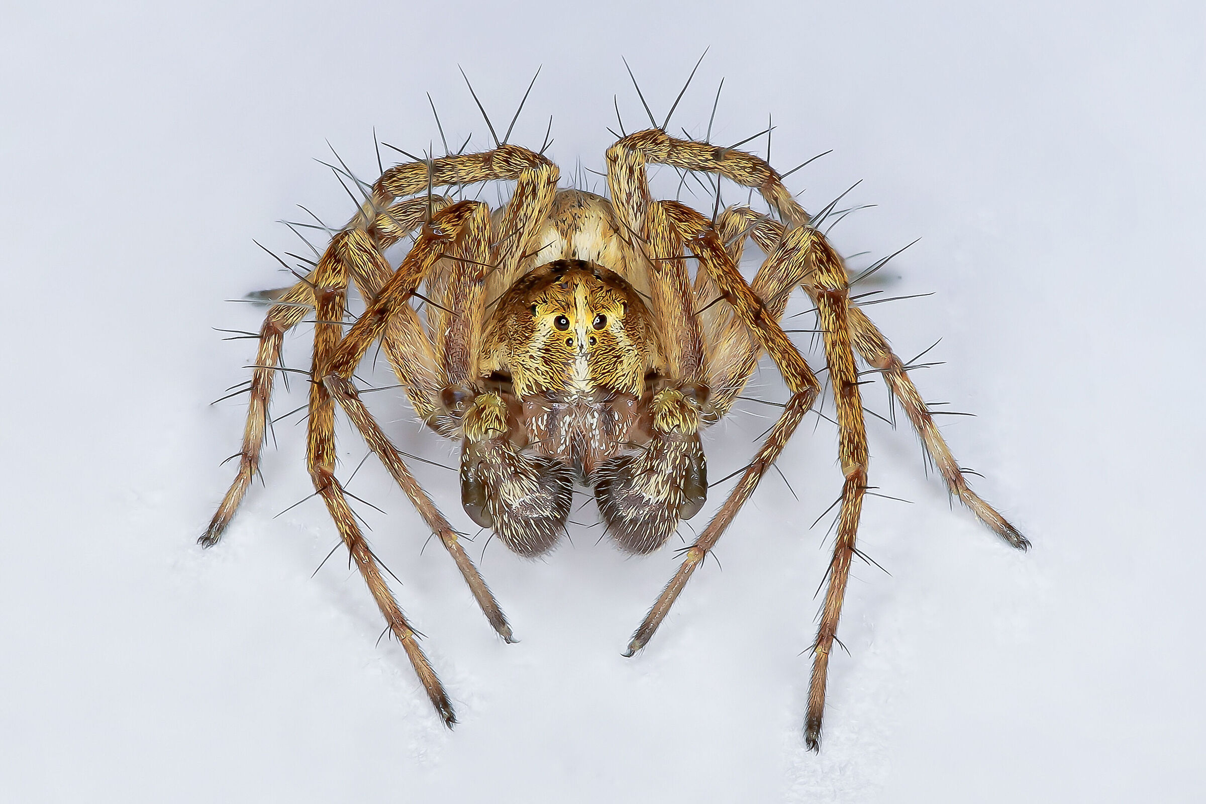 Oxyopes heterophthalmus male