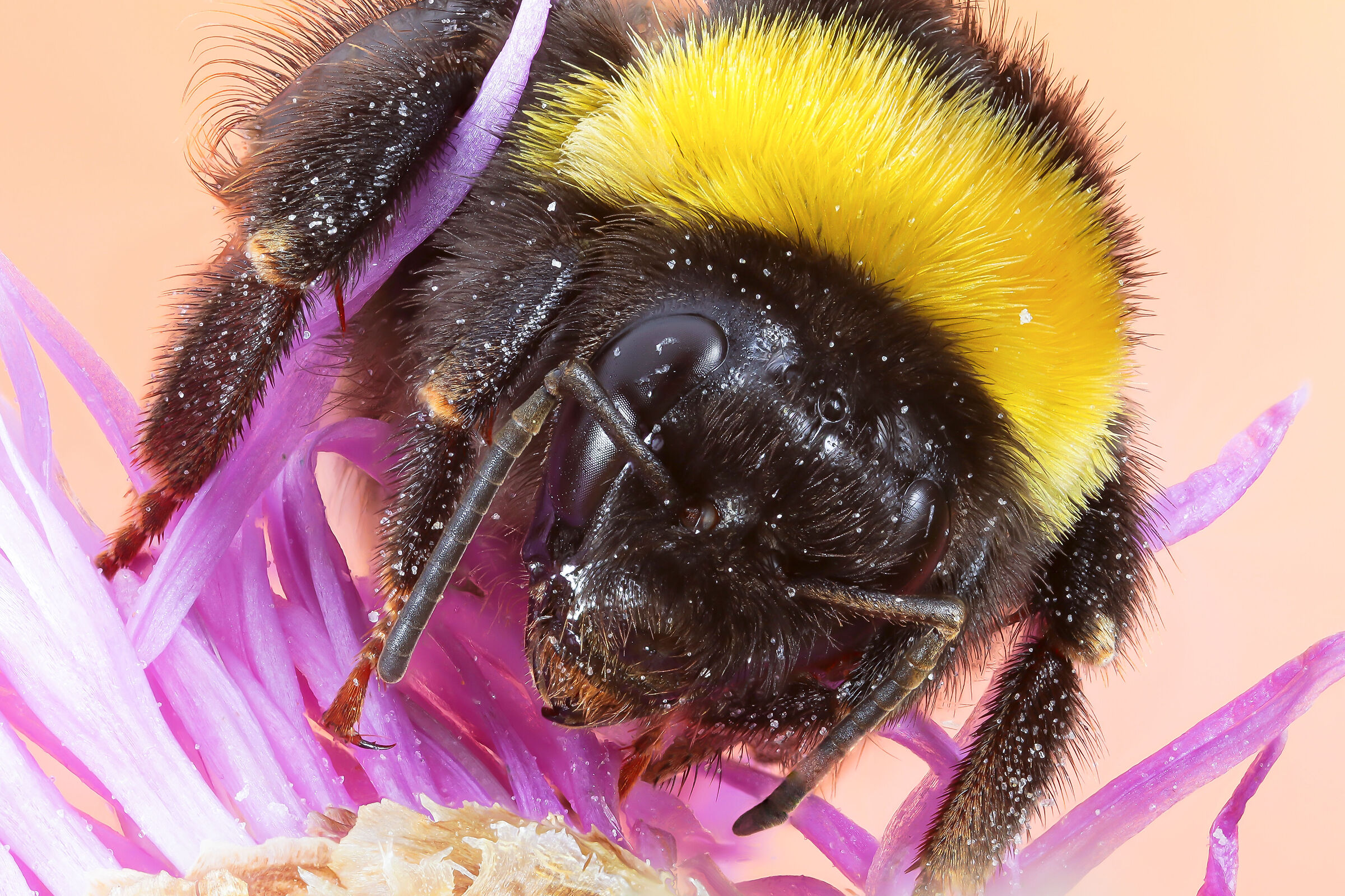 Bombus sp. z o.o. Gr. terrestris