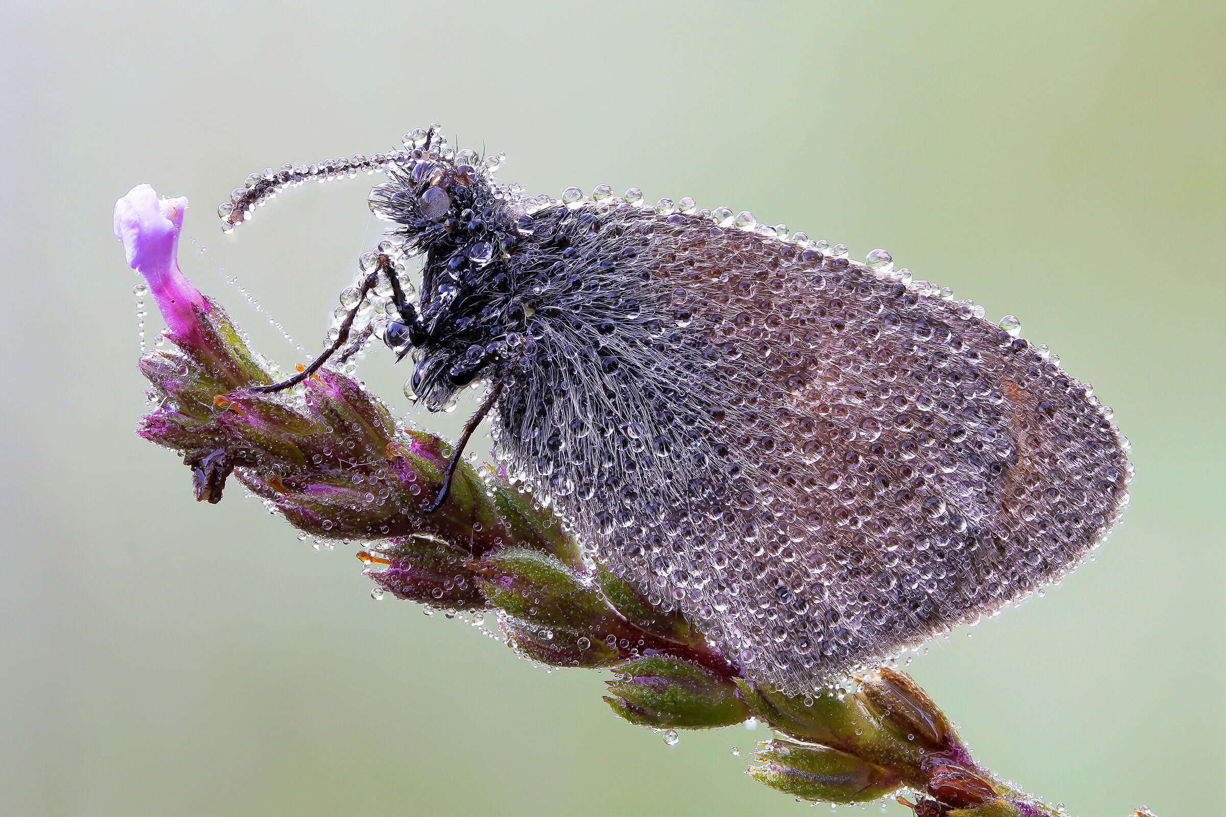 Coenonympha pamphilus