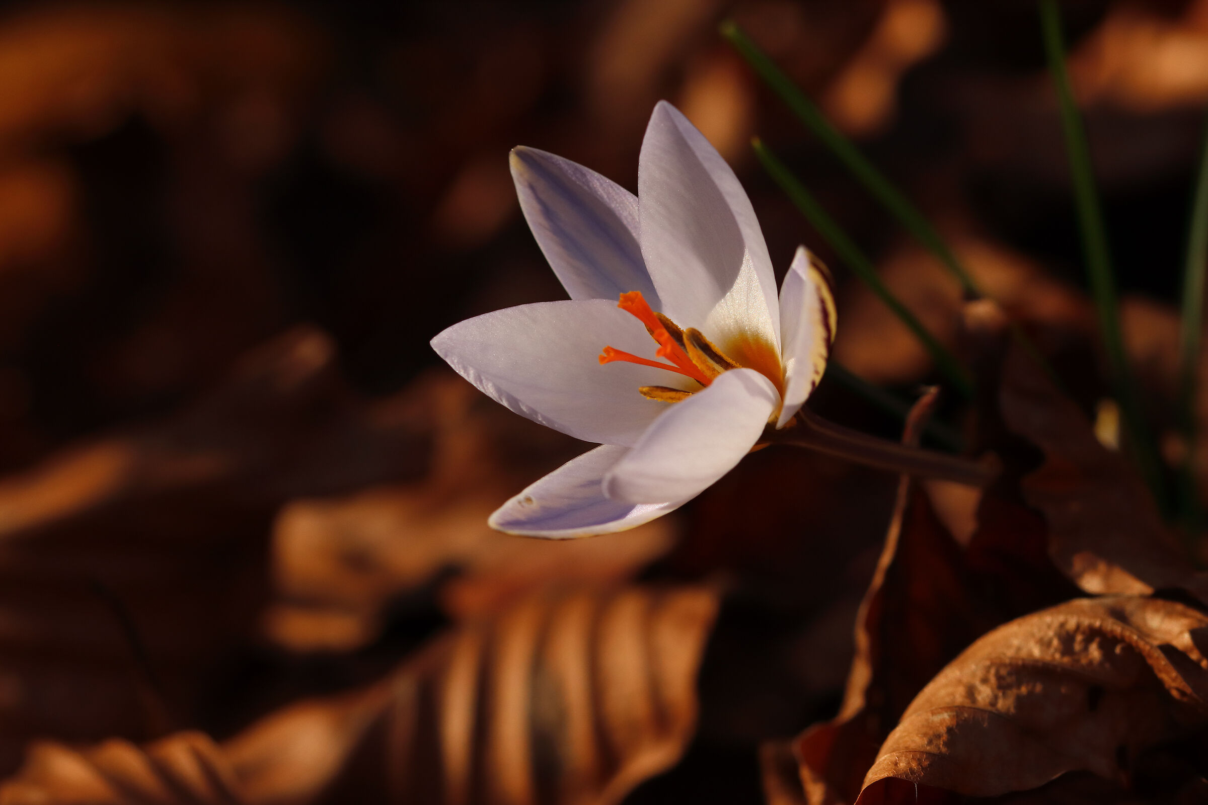 Crocuses have already bloomed