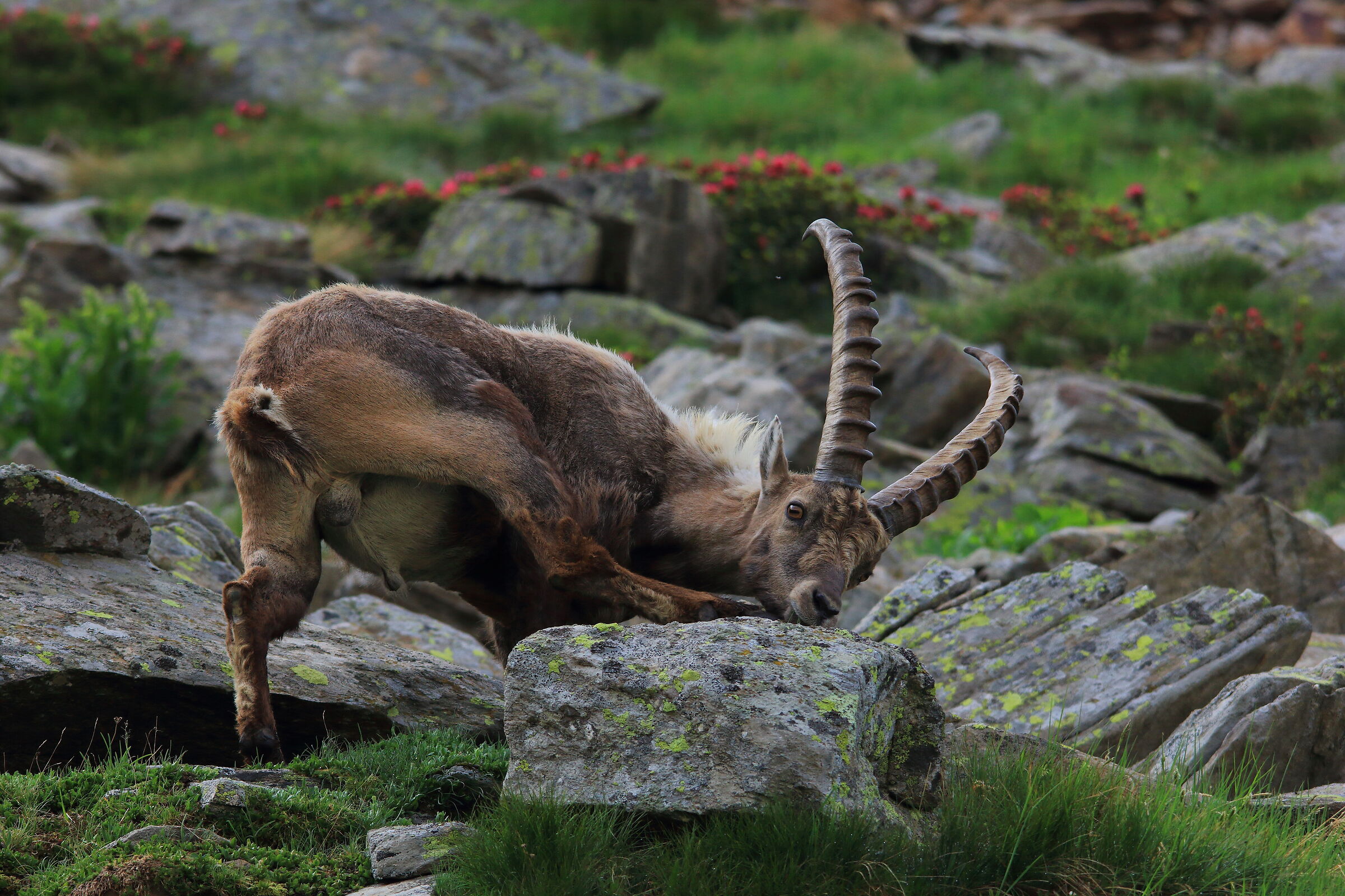 Funny ibex
